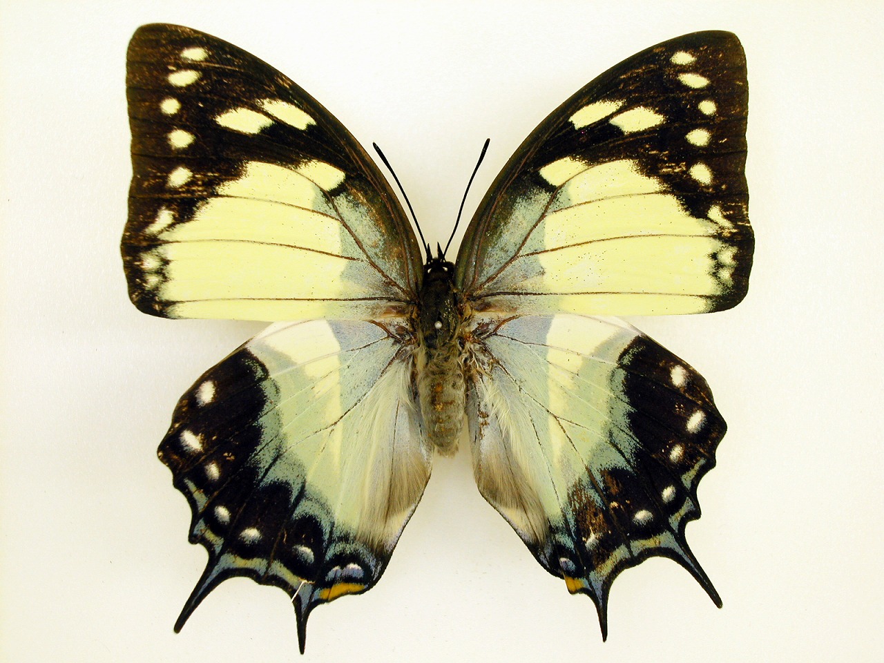 https://www.hitohaku.jp/material/l-material/butterfly-wing/4-polyura-eudamippus/as-0414-7.jpg