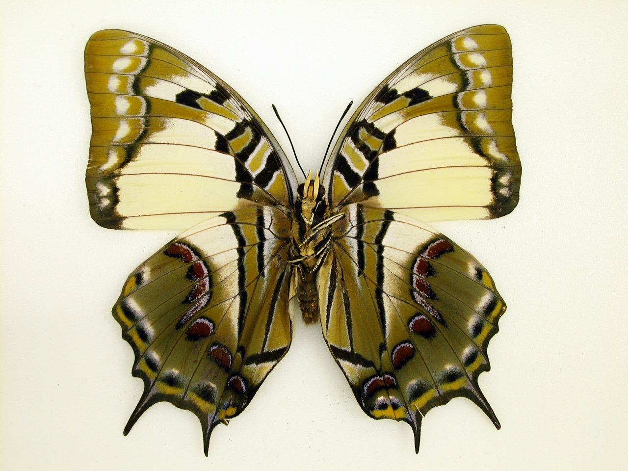 https://www.hitohaku.jp/material/l-material/butterfly-wing/4-polyura-eudamippus/as-0414-8.jpg