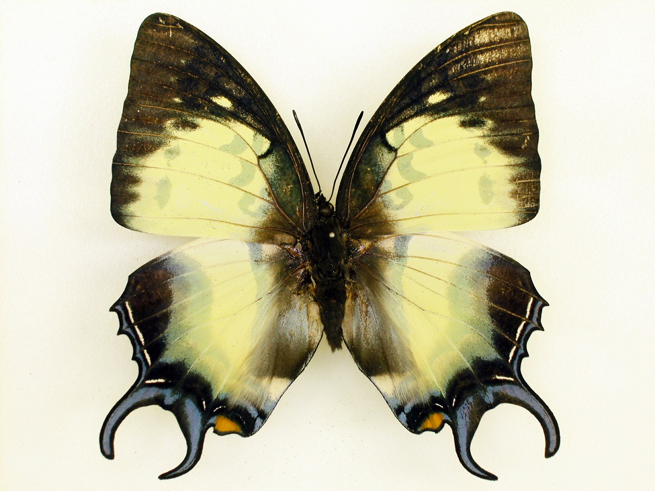https://www.hitohaku.jp/material/l-material/butterfly-wing/4-polyura-eudamippus/as-0552-1.jpg