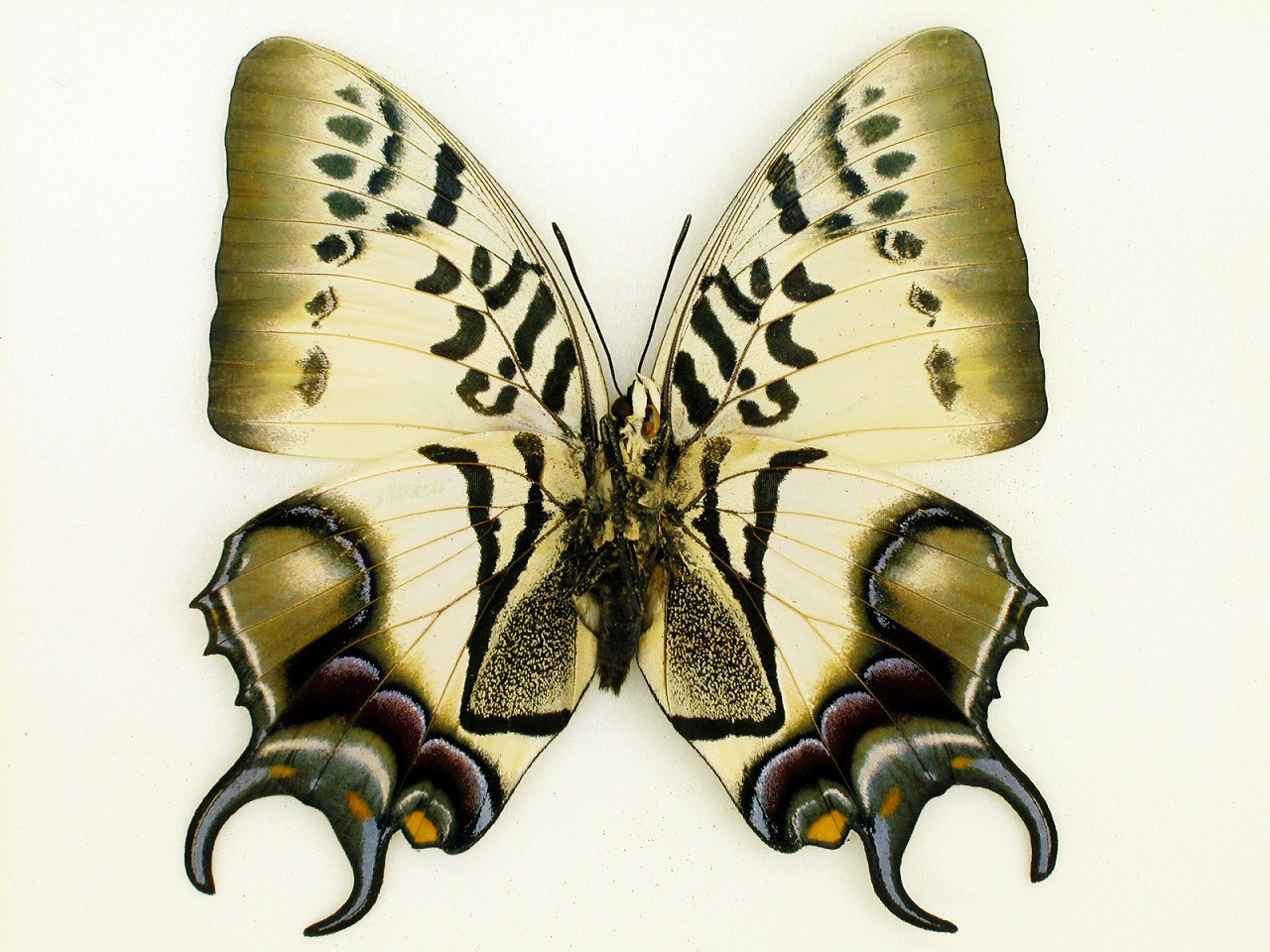 https://www.hitohaku.jp/material/l-material/butterfly-wing/4-polyura-eudamippus/as-0552-2.jpg