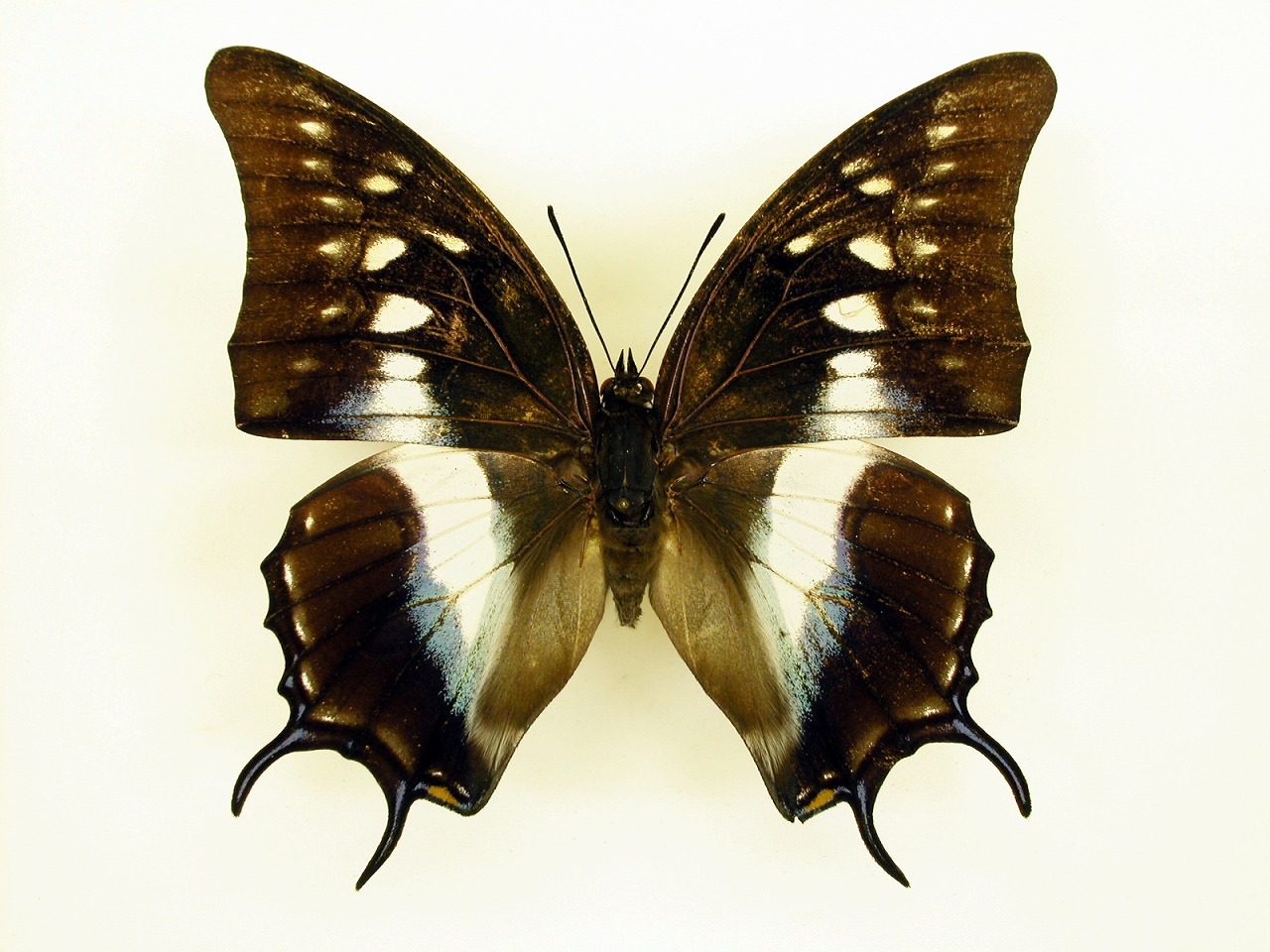 https://www.hitohaku.jp/material/l-material/butterfly-wing/4-polyura-eudamippus/as-0565.jpg