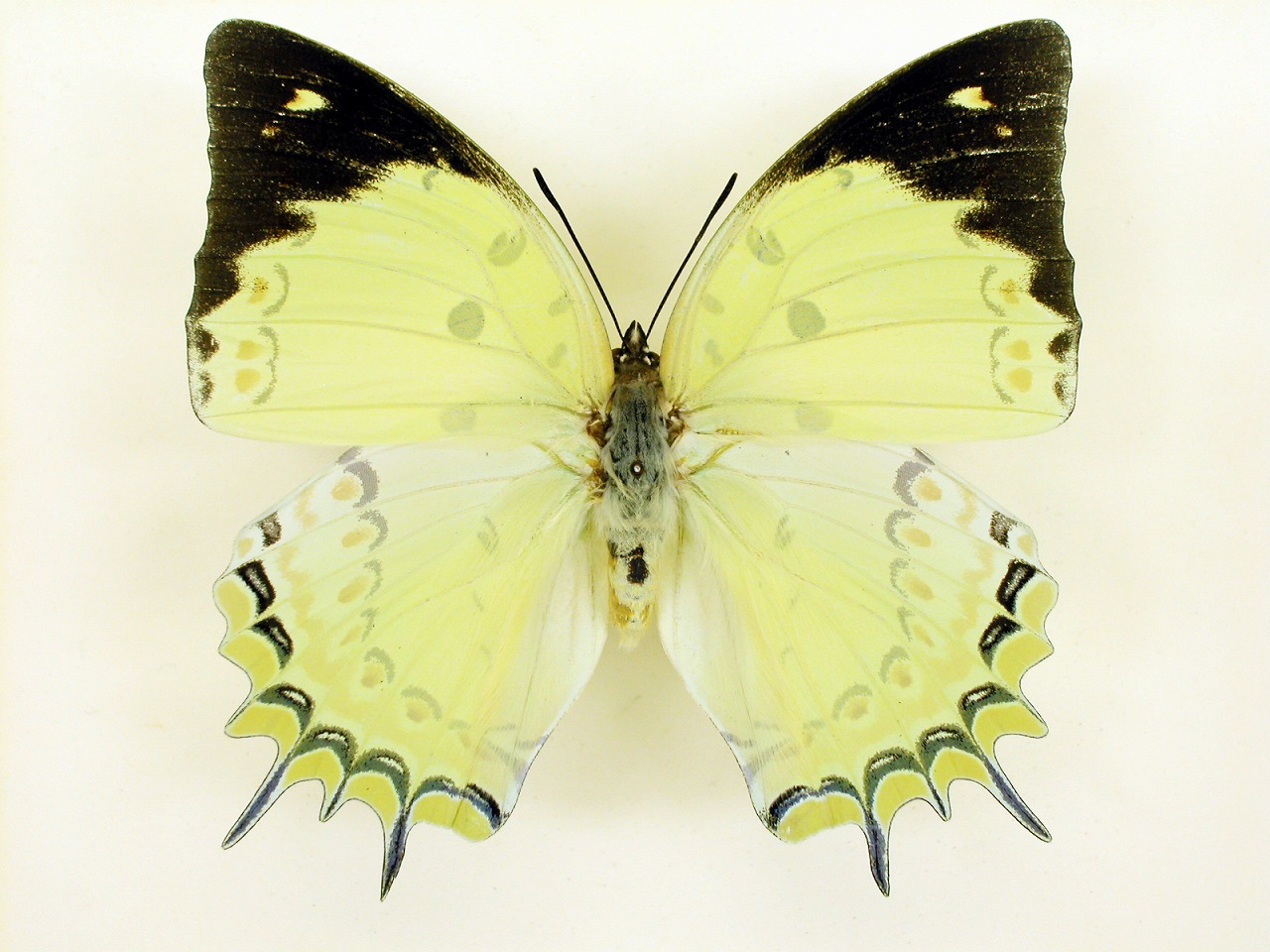 https://www.hitohaku.jp/material/l-material/butterfly-wing/4-polyura-eudamippus/as-0573.jpg