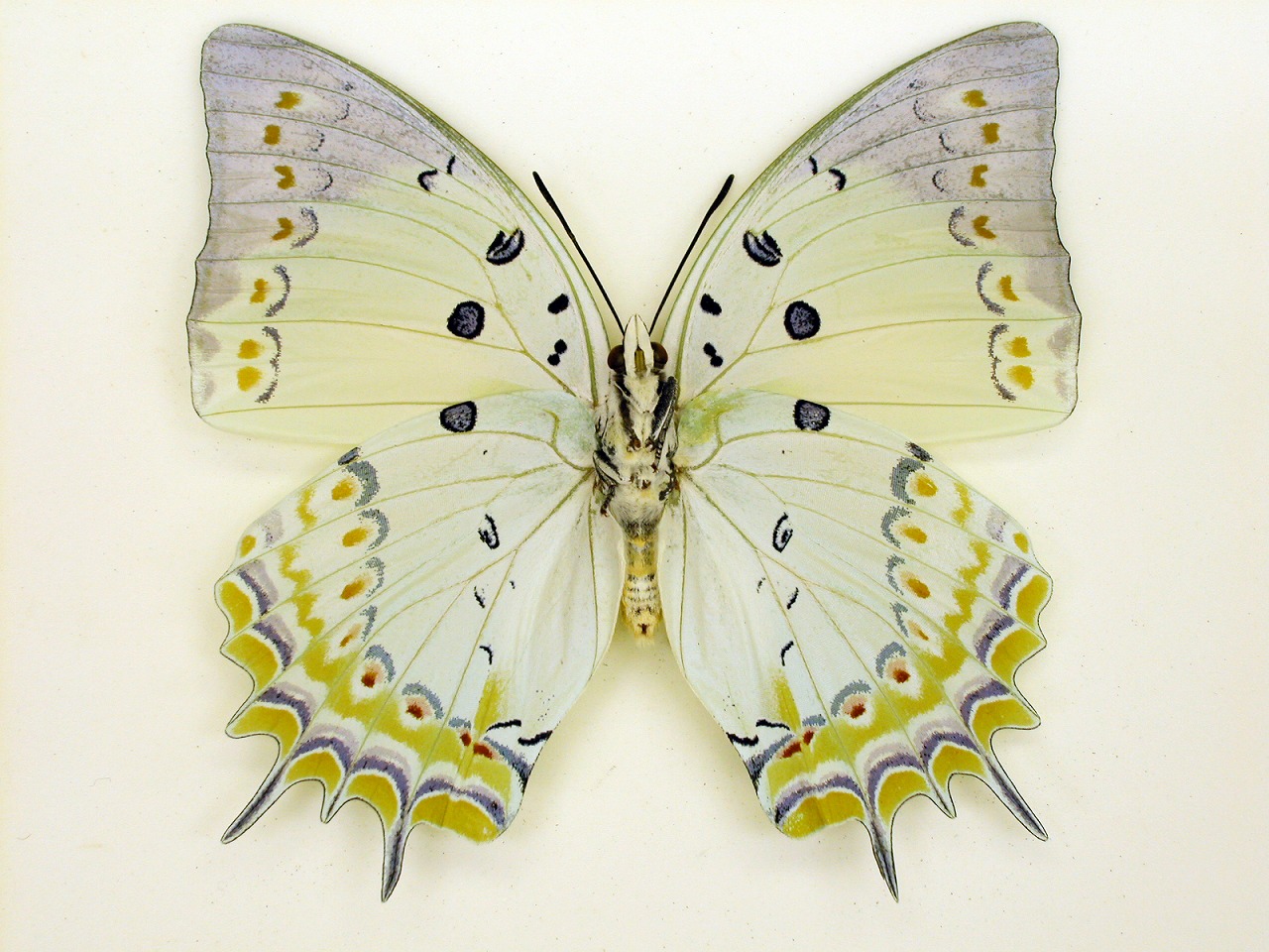 https://www.hitohaku.jp/material/l-material/butterfly-wing/4-polyura-eudamippus/as-0574.jpg