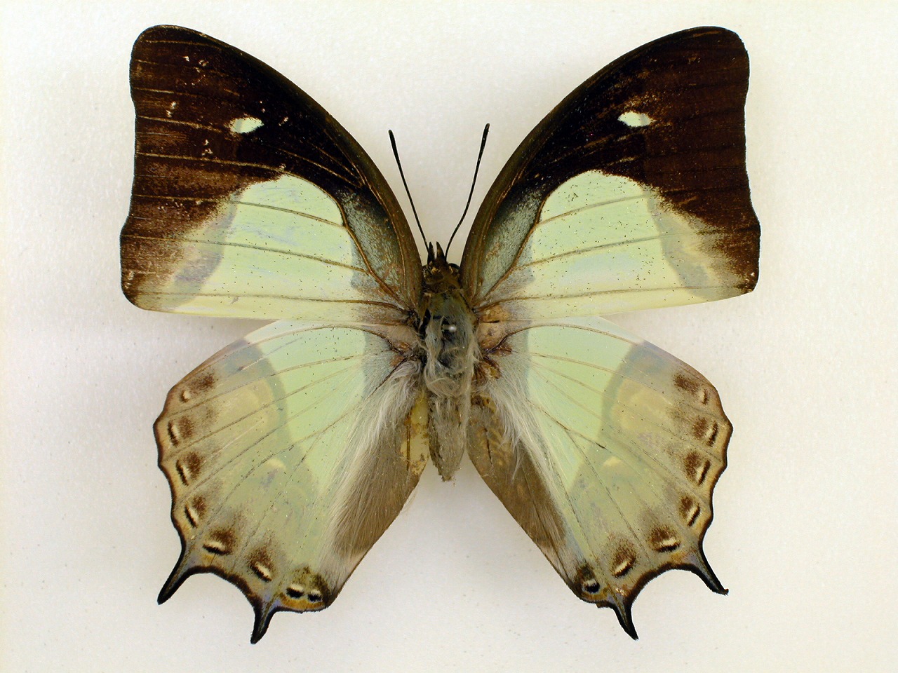 https://www.hitohaku.jp/material/l-material/butterfly-wing/4-polyura-eudamippus/as-0638-1.jpg