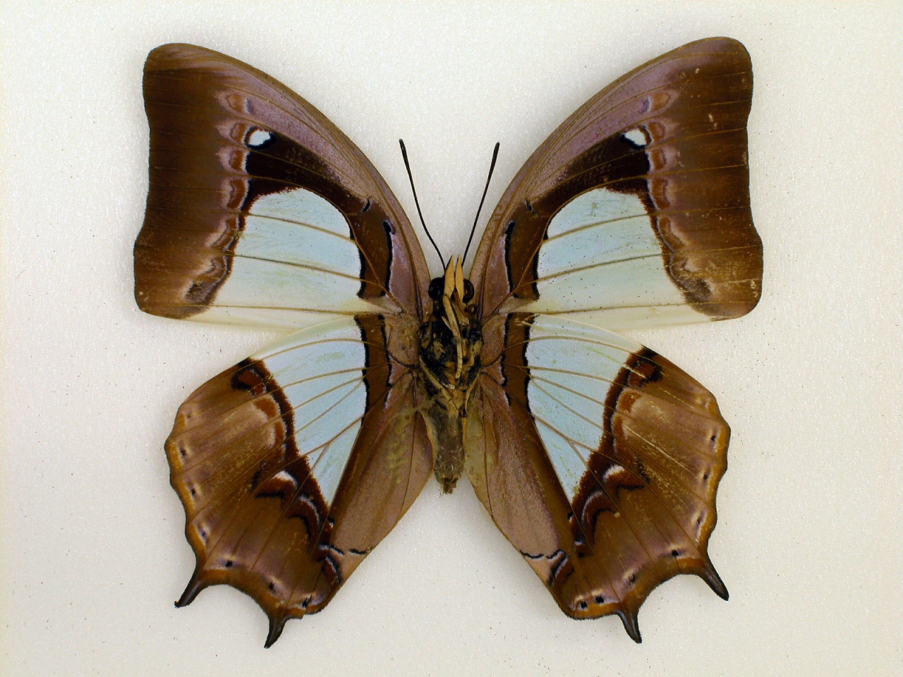 https://www.hitohaku.jp/material/l-material/butterfly-wing/4-polyura-eudamippus/as-0638-2.jpg
