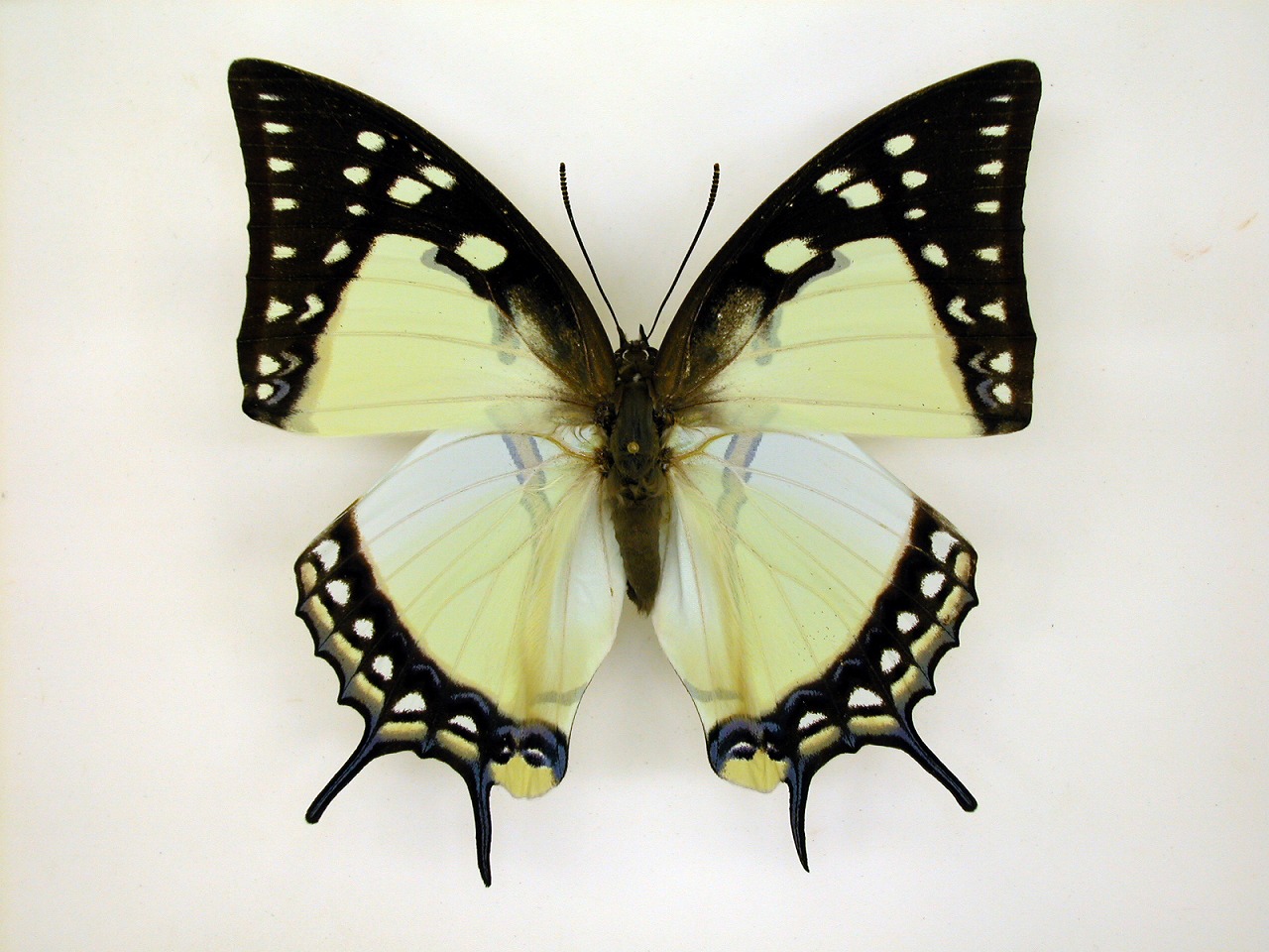 https://www.hitohaku.jp/material/l-material/butterfly-wing/4-polyura-eudamippus/as-0705.jpg