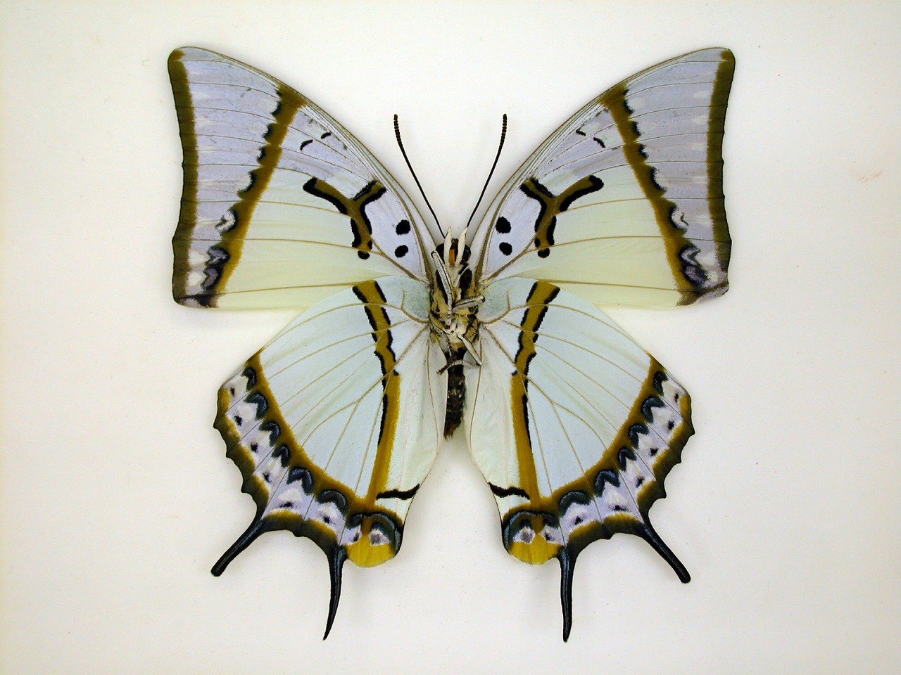 https://www.hitohaku.jp/material/l-material/butterfly-wing/4-polyura-eudamippus/as-0706.jpg