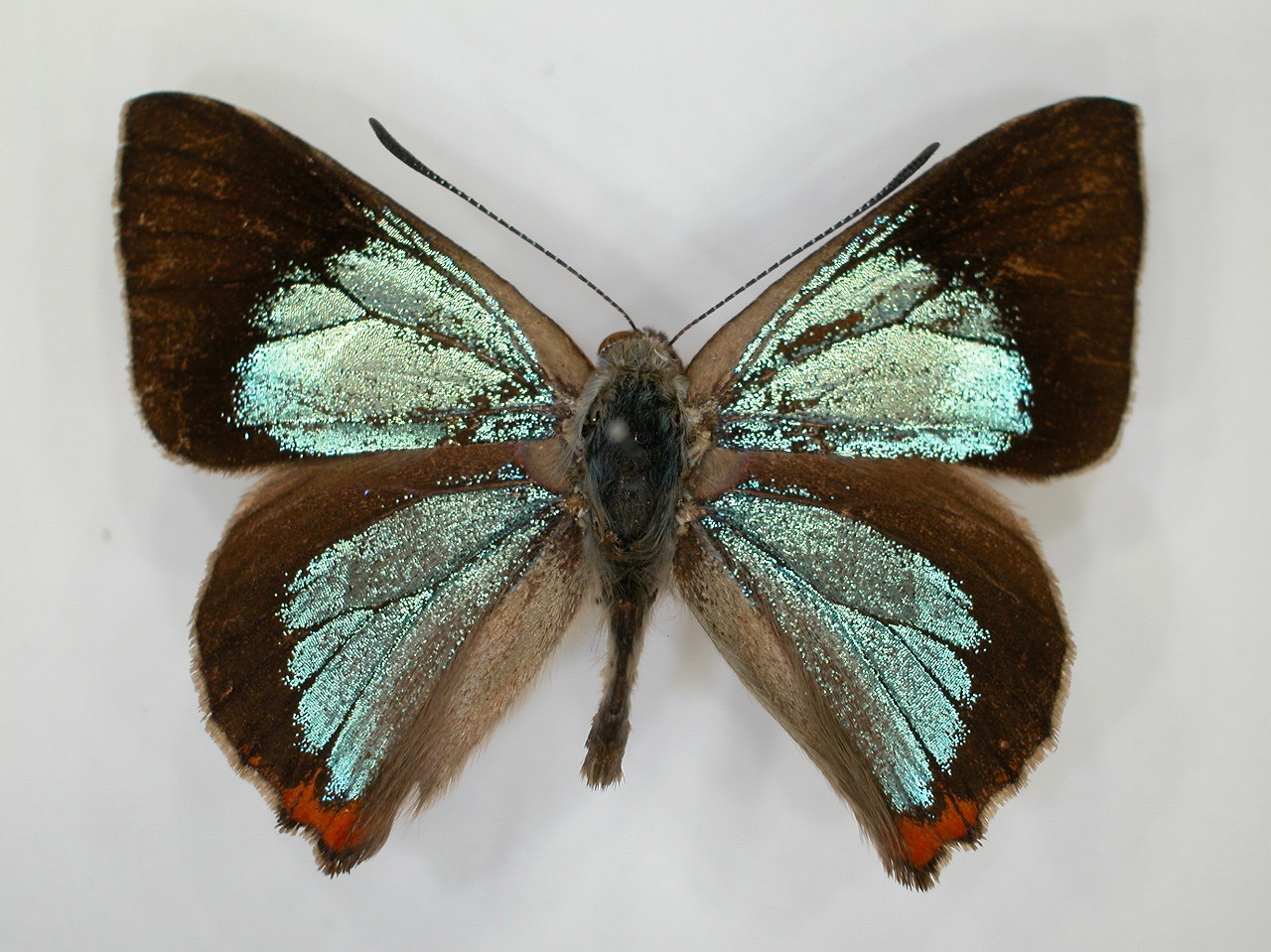 https://www.hitohaku.jp/material/l-material/butterfly-wing/5-lycaenidae/B1-271933_A.jpg