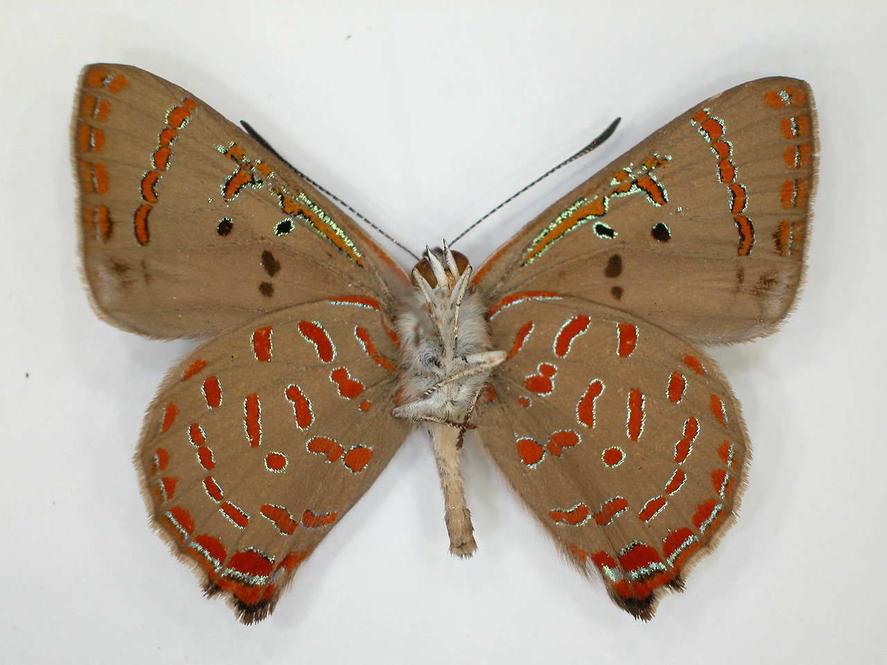 https://www.hitohaku.jp/material/l-material/butterfly-wing/5-lycaenidae/B1-271933_B.jpg