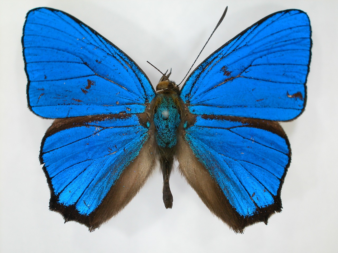 https://www.hitohaku.jp/material/l-material/butterfly-wing/5-lycaenidae/B1-271938_A.jpg