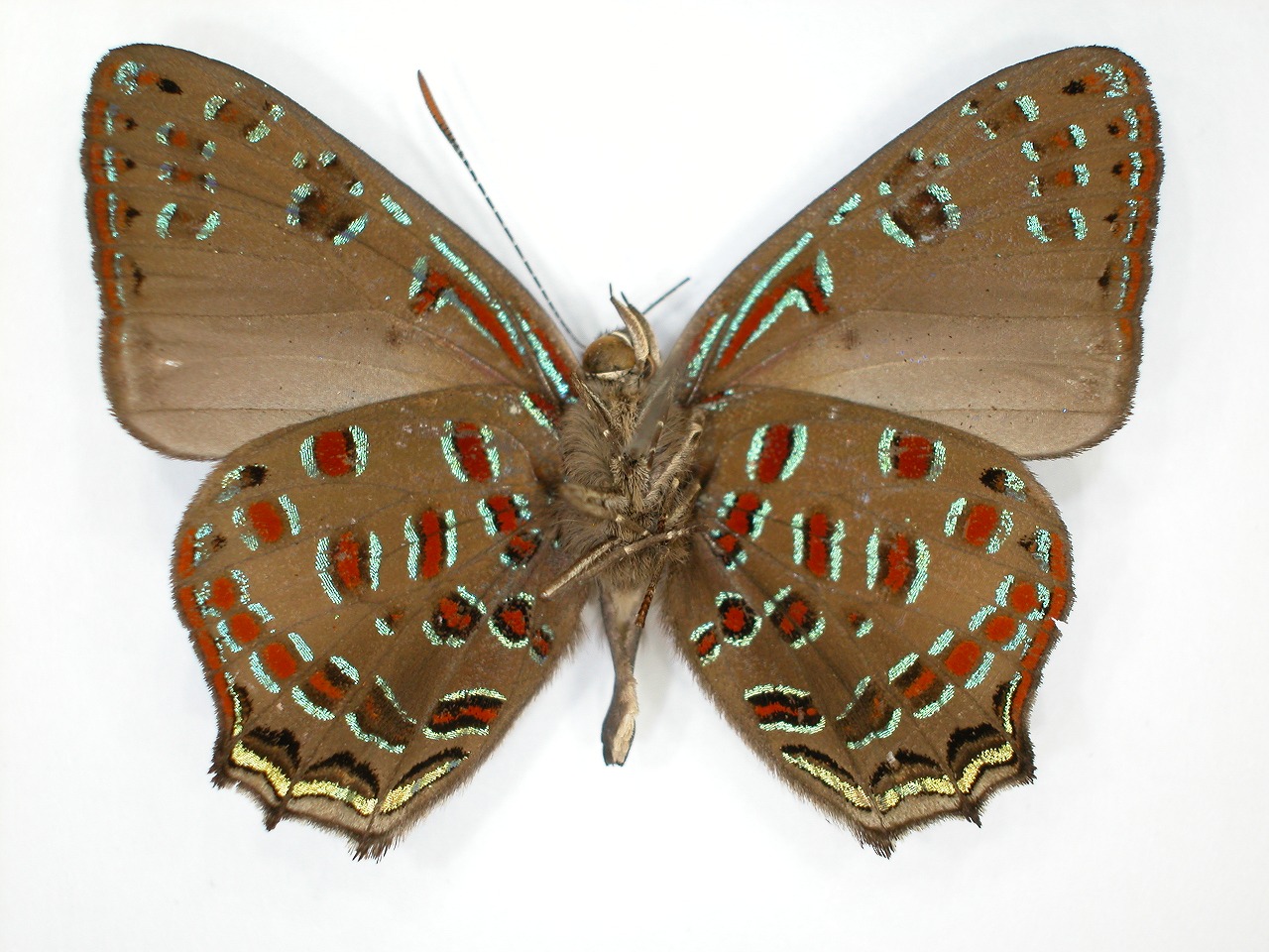 https://www.hitohaku.jp/material/l-material/butterfly-wing/5-lycaenidae/B1-271938_B.jpg