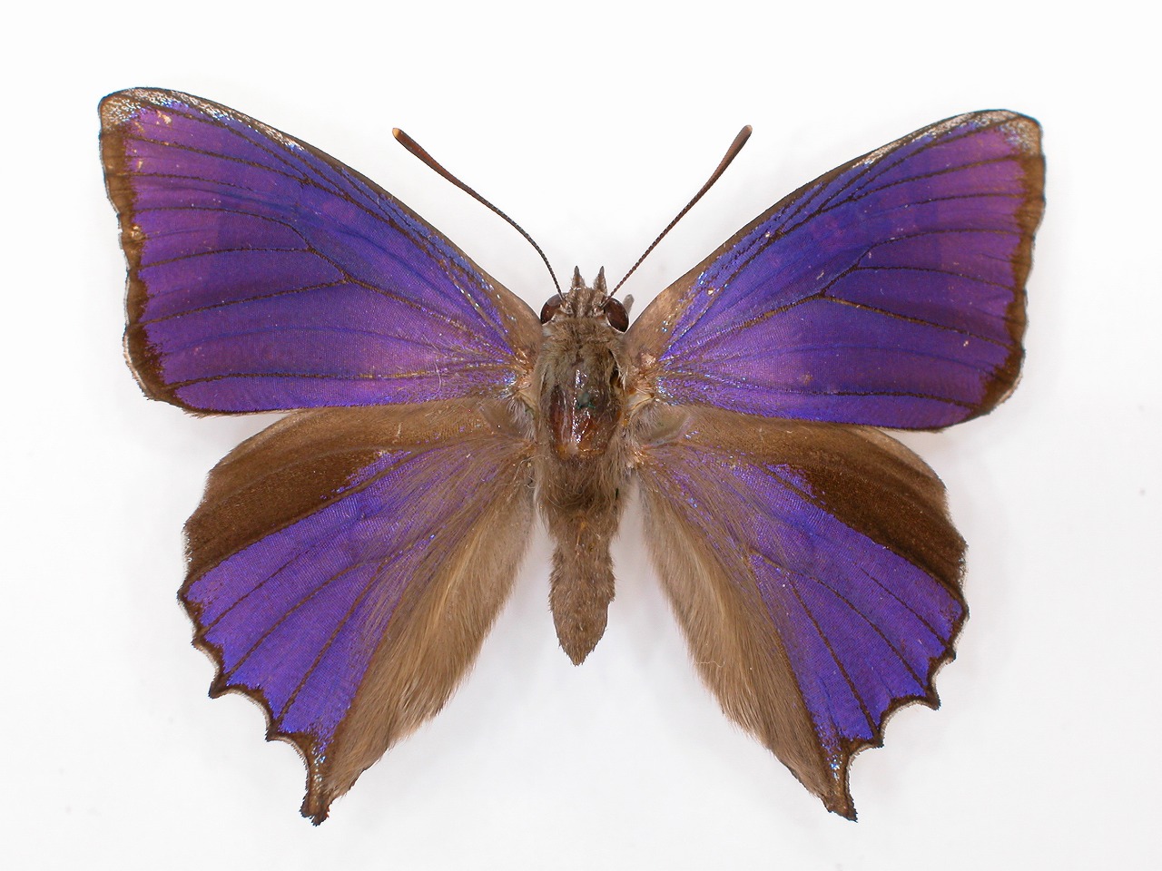 https://www.hitohaku.jp/material/l-material/butterfly-wing/5-lycaenidae/B1-272042_A.jpg