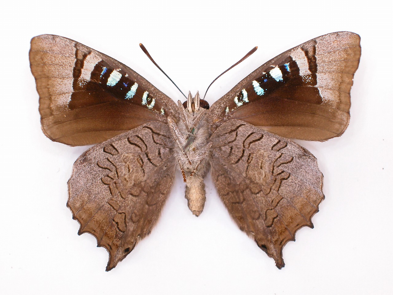 https://www.hitohaku.jp/material/l-material/butterfly-wing/5-lycaenidae/B1-272042_B.jpg