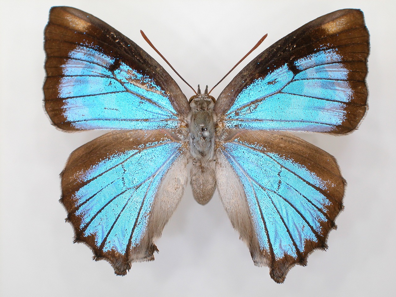 https://www.hitohaku.jp/material/l-material/butterfly-wing/5-lycaenidae/B1-272073_A.jpg