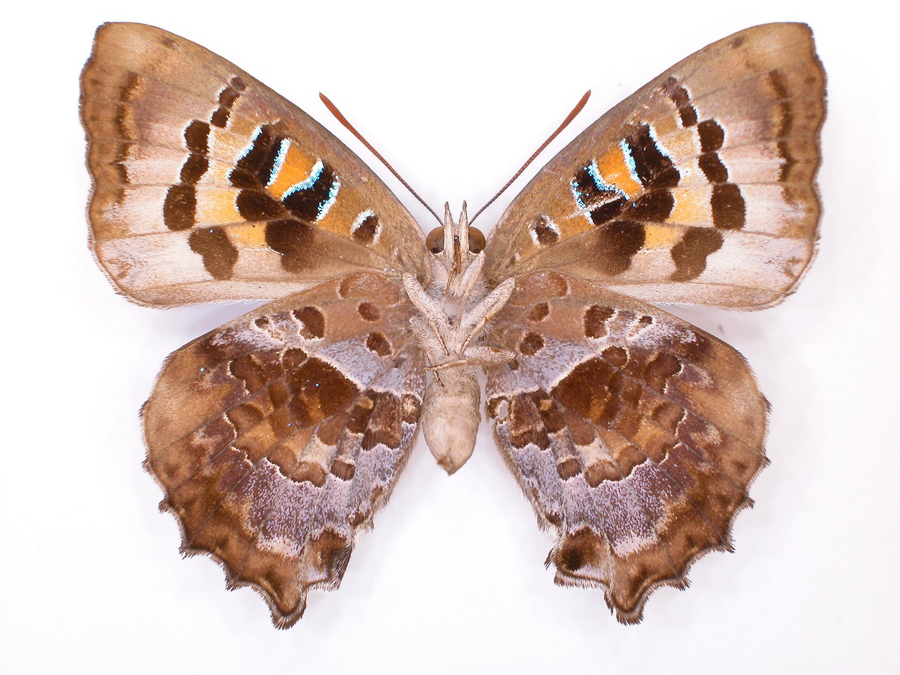 https://www.hitohaku.jp/material/l-material/butterfly-wing/5-lycaenidae/B1-272073_B.jpg