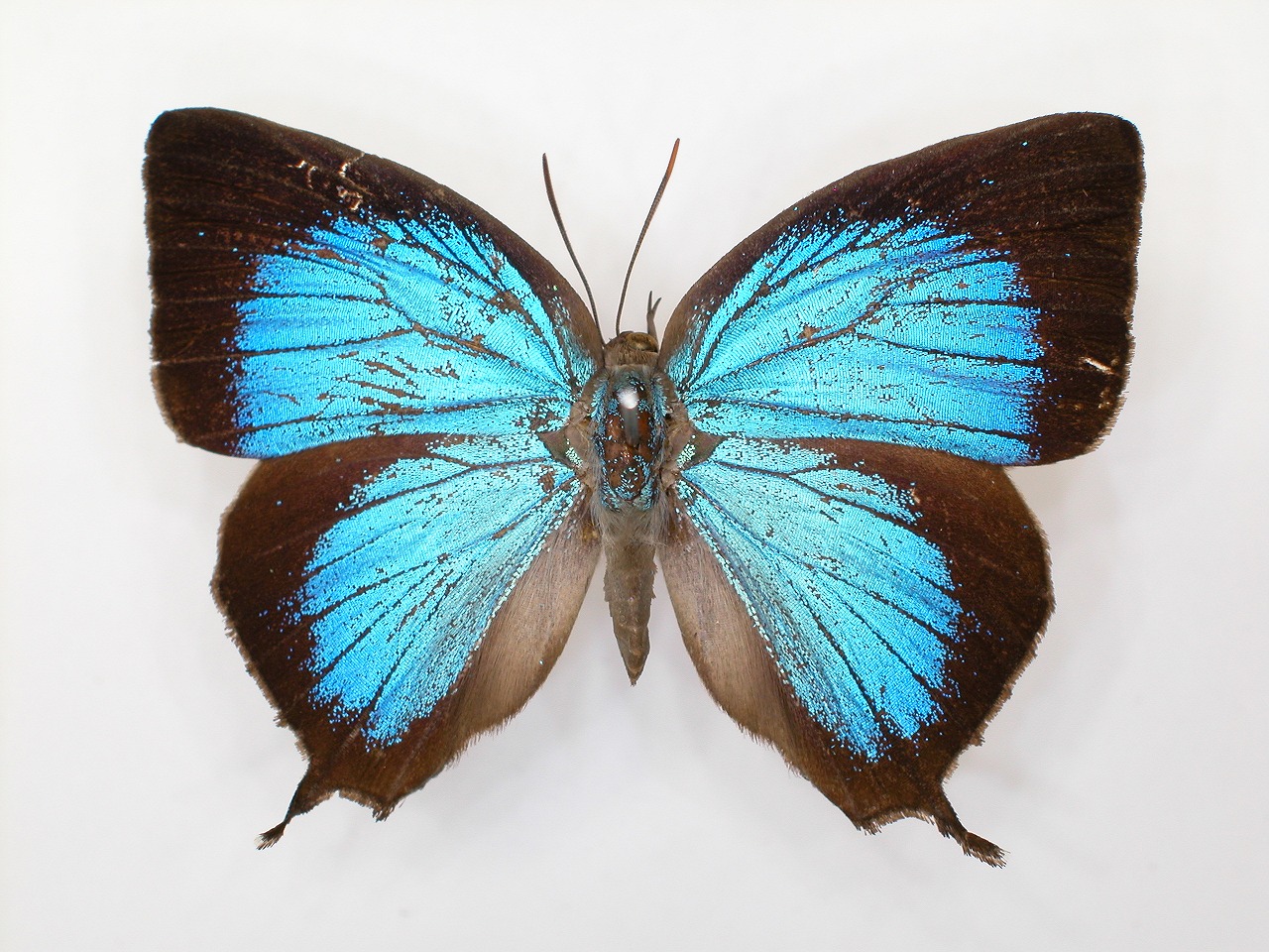 https://www.hitohaku.jp/material/l-material/butterfly-wing/5-lycaenidae/B1-272226_A.jpg