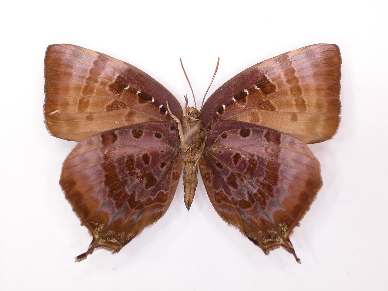https://www.hitohaku.jp/material/l-material/butterfly-wing/5-lycaenidae/B1-272226_B.jpg