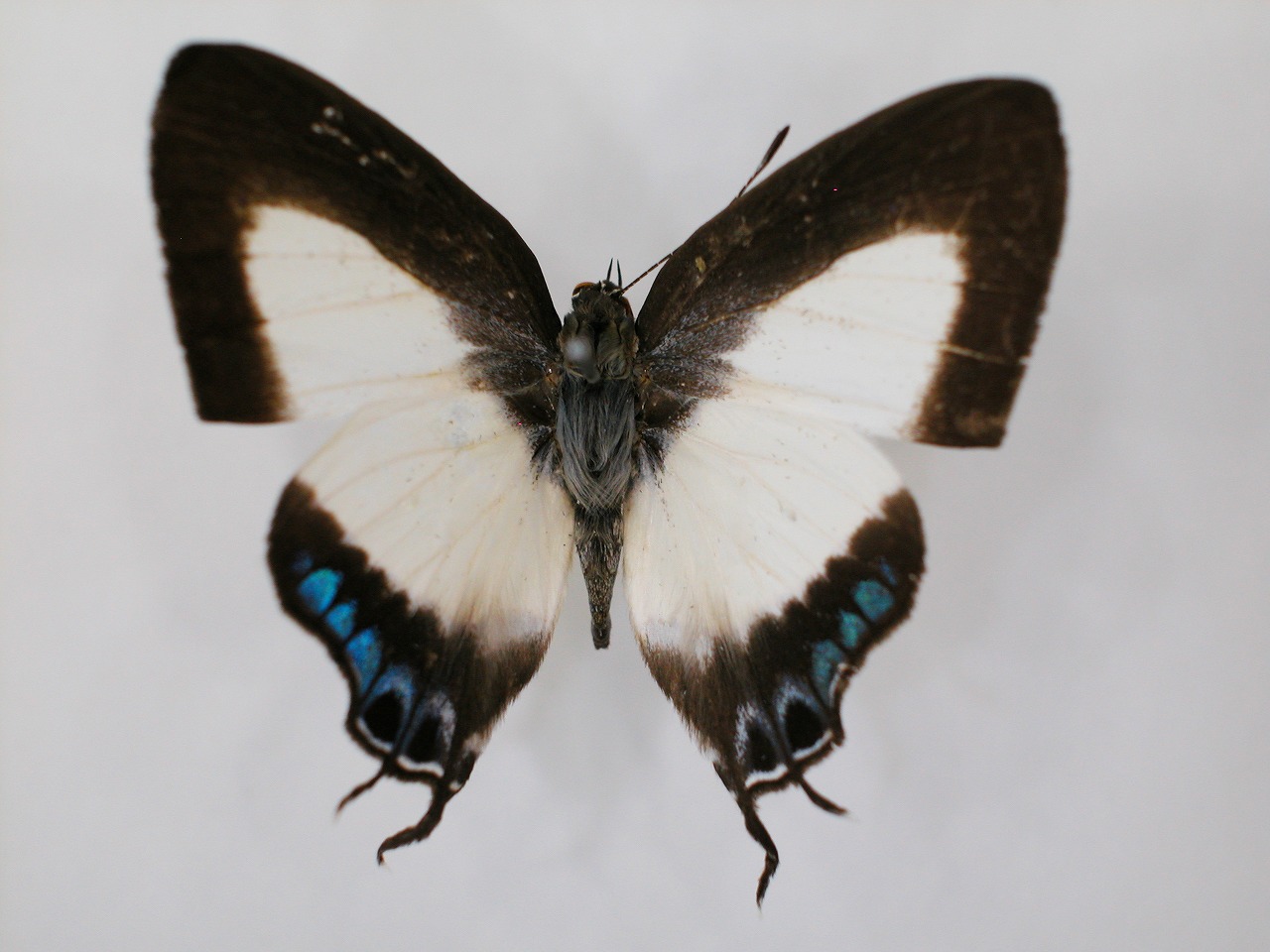 https://www.hitohaku.jp/material/l-material/butterfly-wing/5-lycaenidae/B1-272288_A.jpg
