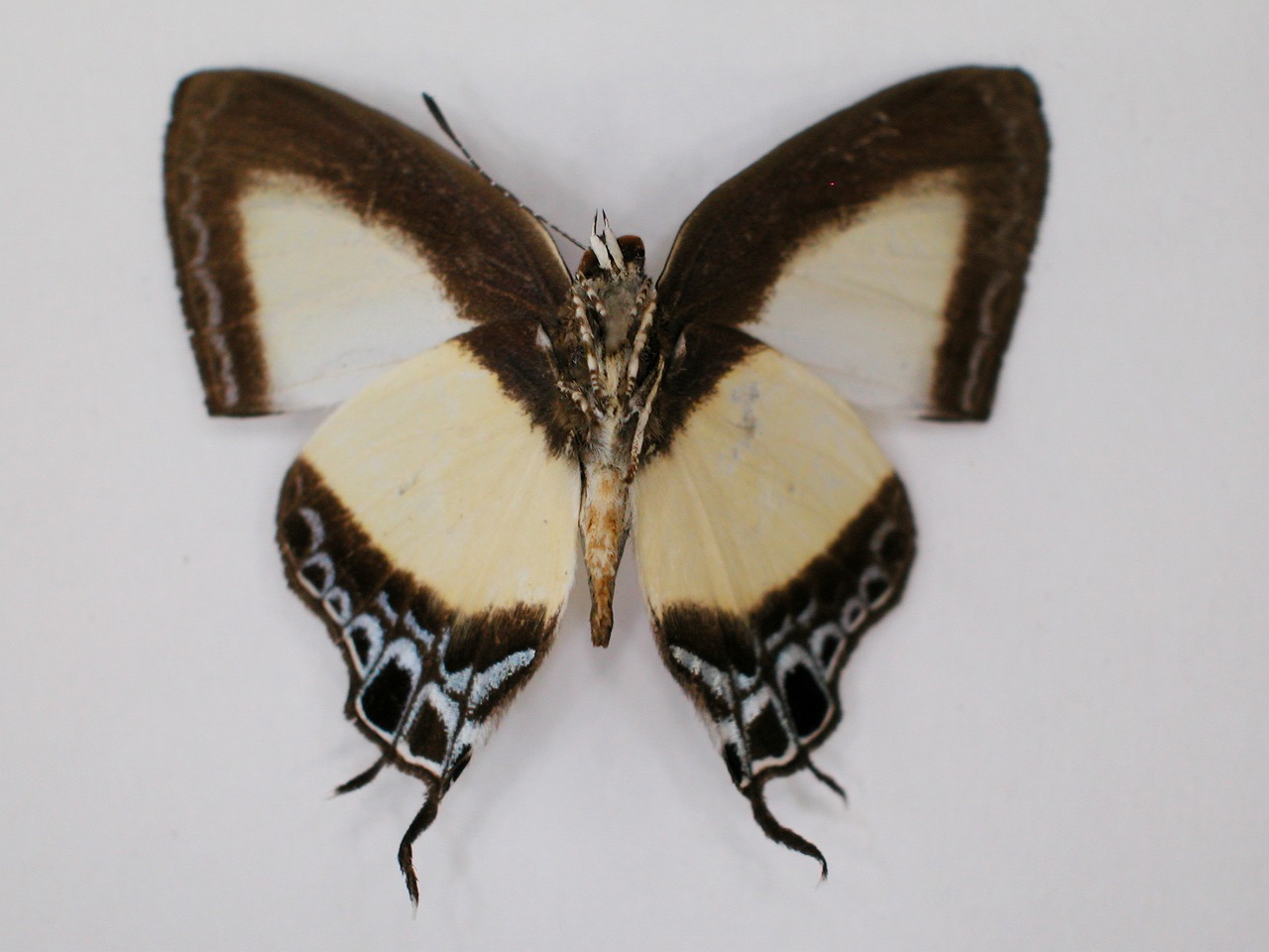 https://www.hitohaku.jp/material/l-material/butterfly-wing/5-lycaenidae/B1-272288_B.jpg