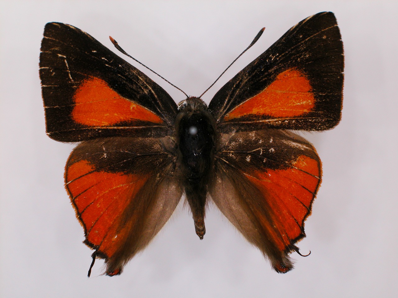 https://www.hitohaku.jp/material/l-material/butterfly-wing/5-lycaenidae/B1-272290_A.jpg