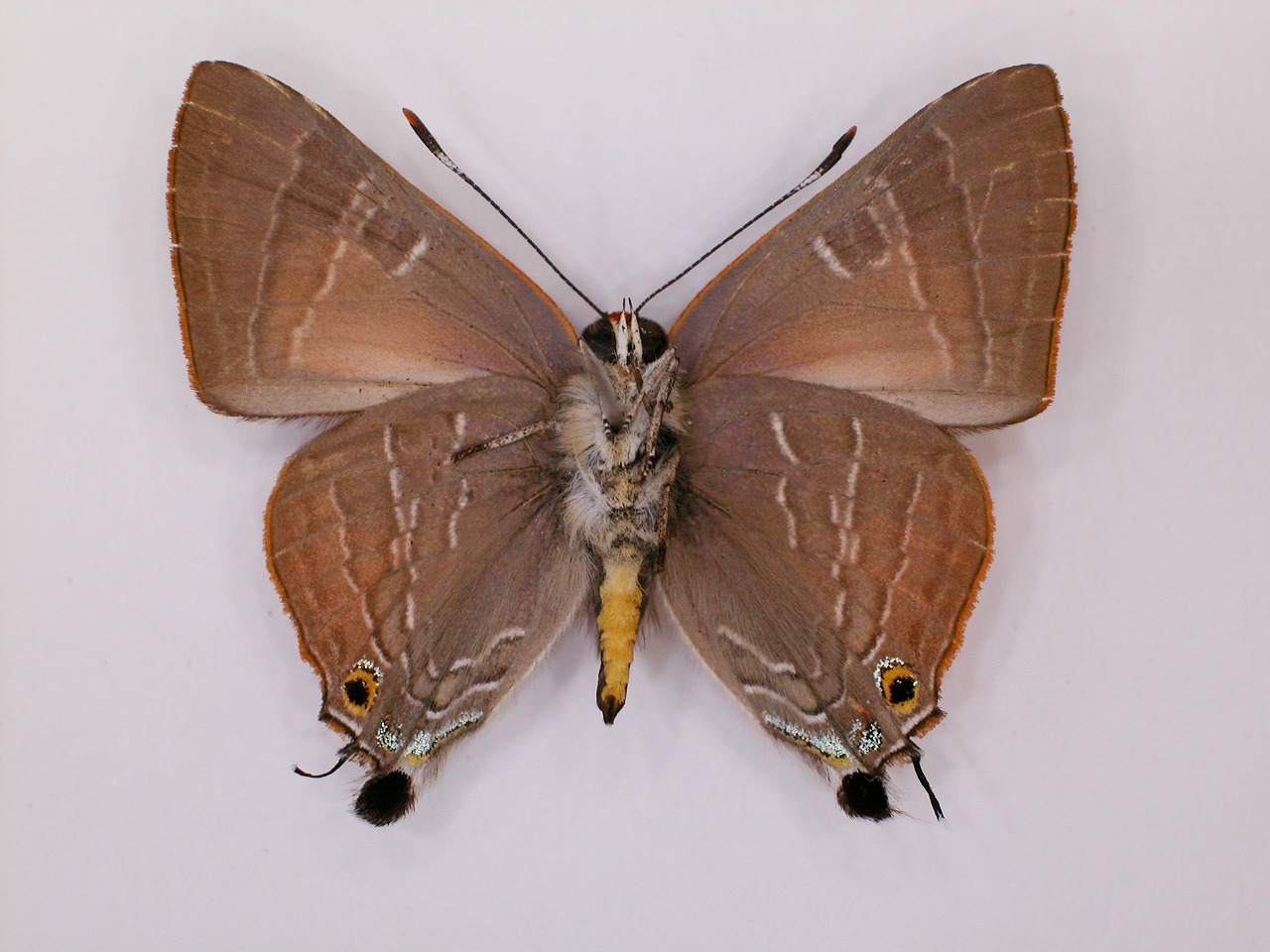 https://www.hitohaku.jp/material/l-material/butterfly-wing/5-lycaenidae/B1-272290_B.jpg