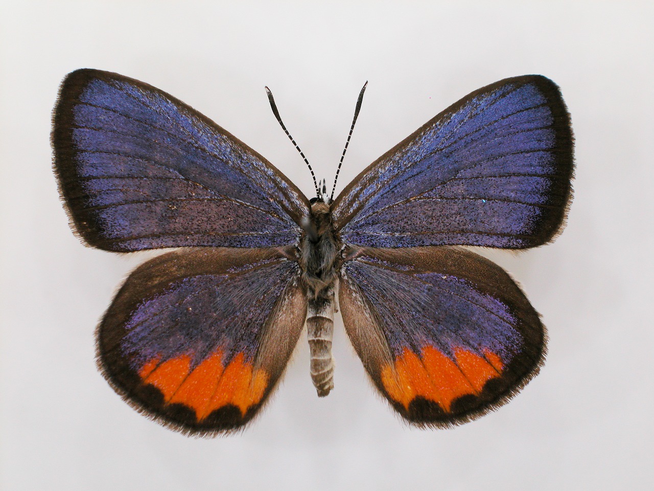 https://www.hitohaku.jp/material/l-material/butterfly-wing/5-lycaenidae/B1-272323_A.jpg