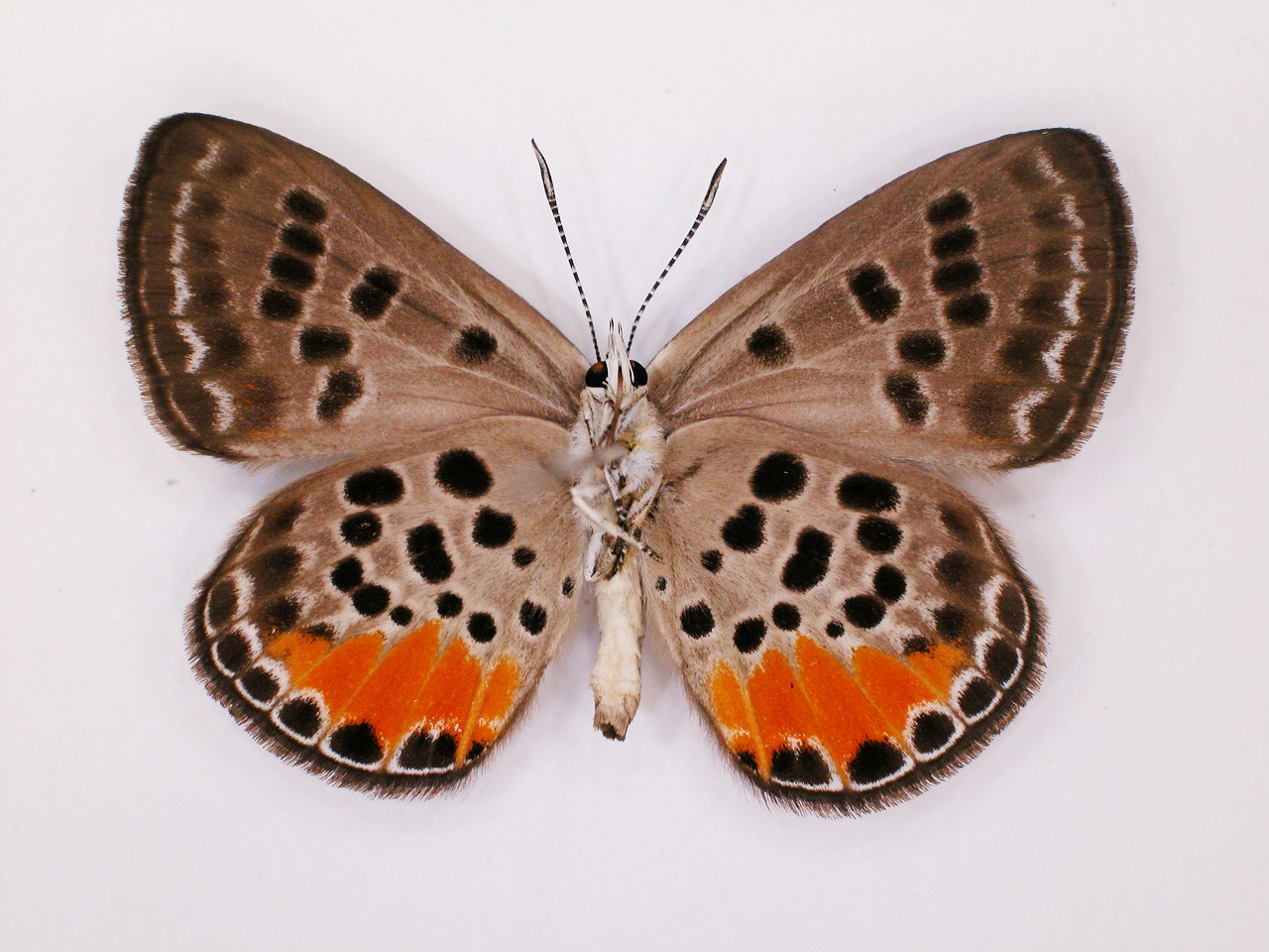 https://www.hitohaku.jp/material/l-material/butterfly-wing/5-lycaenidae/B1-272323_B.jpg