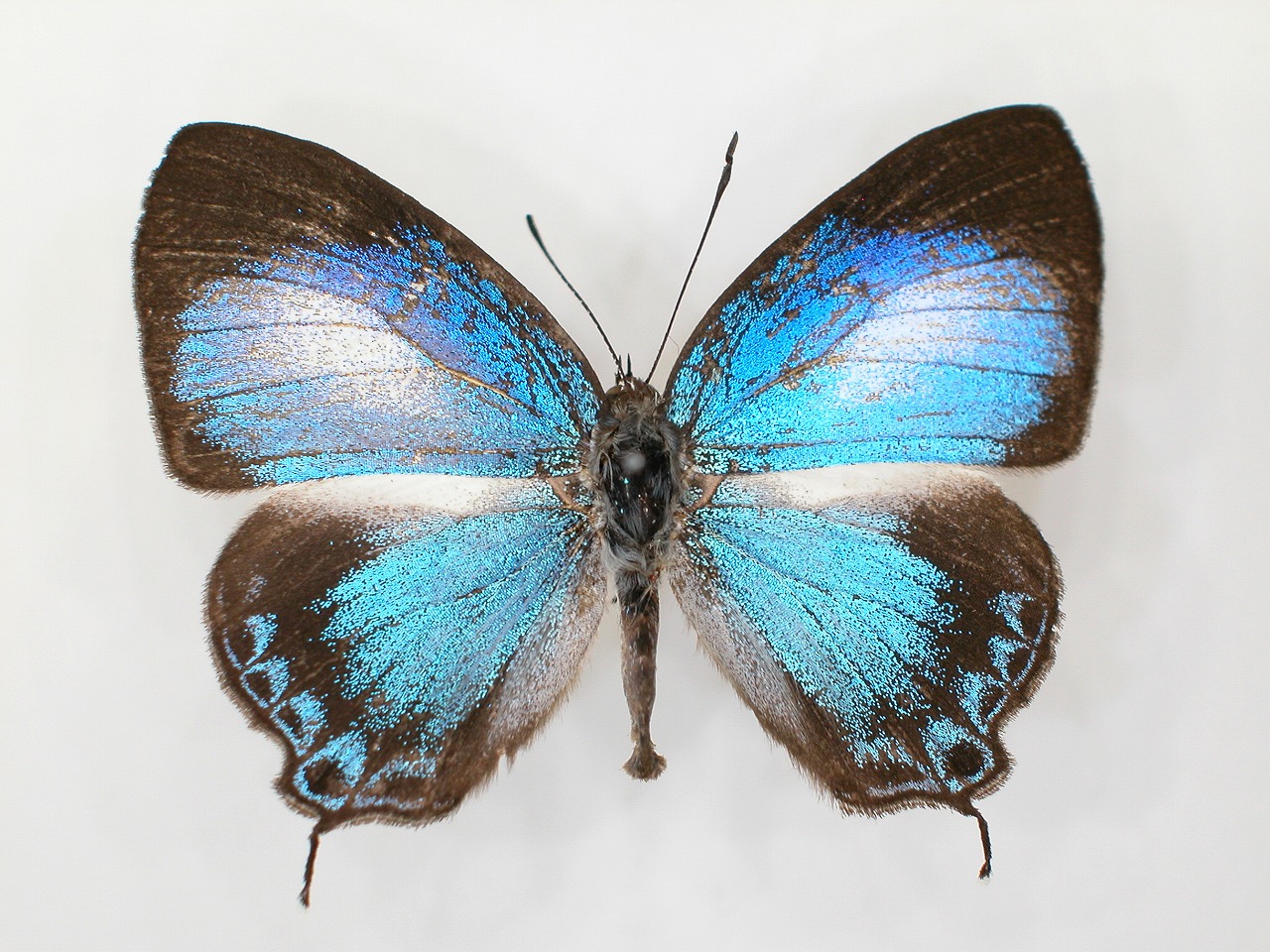 https://www.hitohaku.jp/material/l-material/butterfly-wing/5-lycaenidae/B1-272742_A.jpg