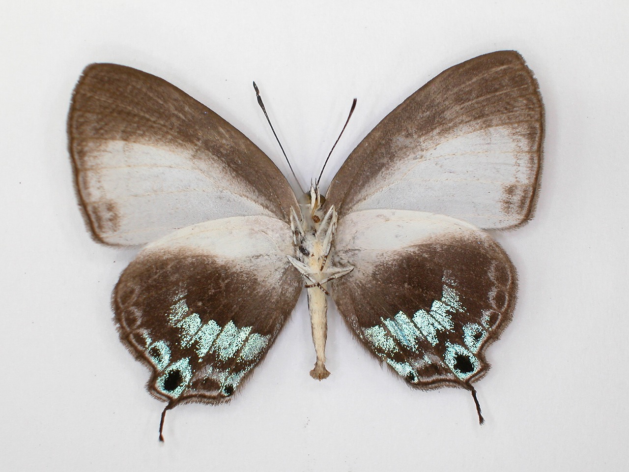 https://www.hitohaku.jp/material/l-material/butterfly-wing/5-lycaenidae/B1-272742_B.jpg