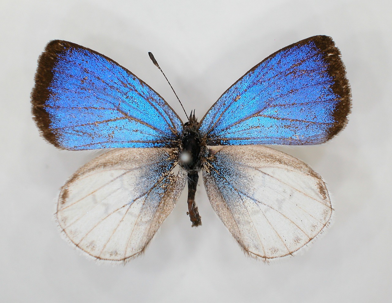 https://www.hitohaku.jp/material/l-material/butterfly-wing/5-lycaenidae/B1-272854_A.jpg