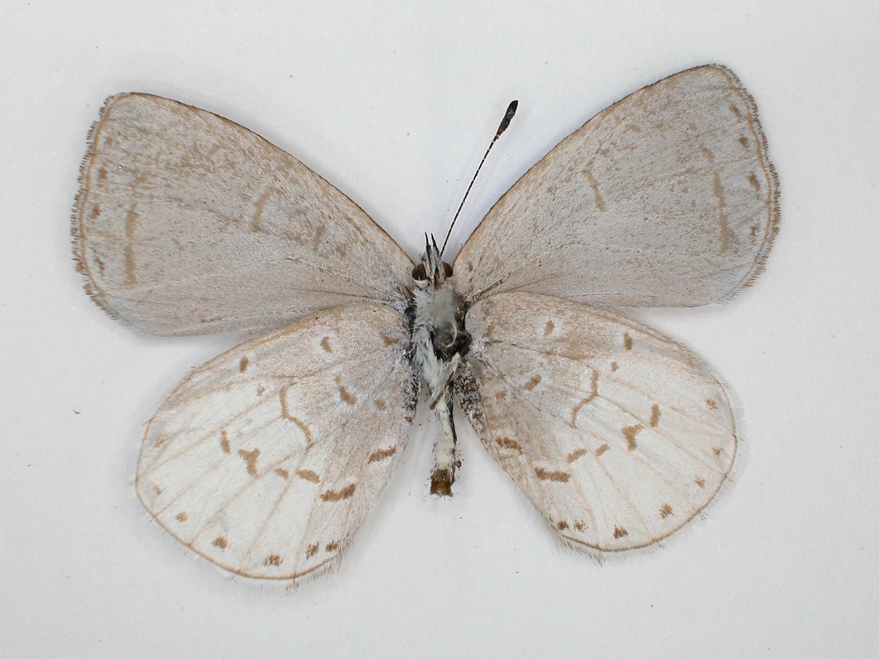 https://www.hitohaku.jp/material/l-material/butterfly-wing/5-lycaenidae/B1-272854_B.jpg