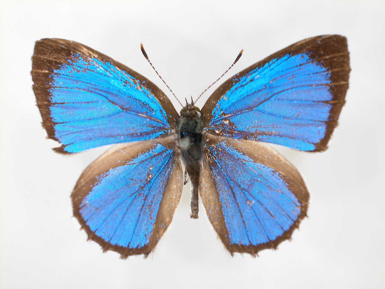 https://www.hitohaku.jp/material/l-material/butterfly-wing/5-lycaenidae/B1-273183_A.jpg