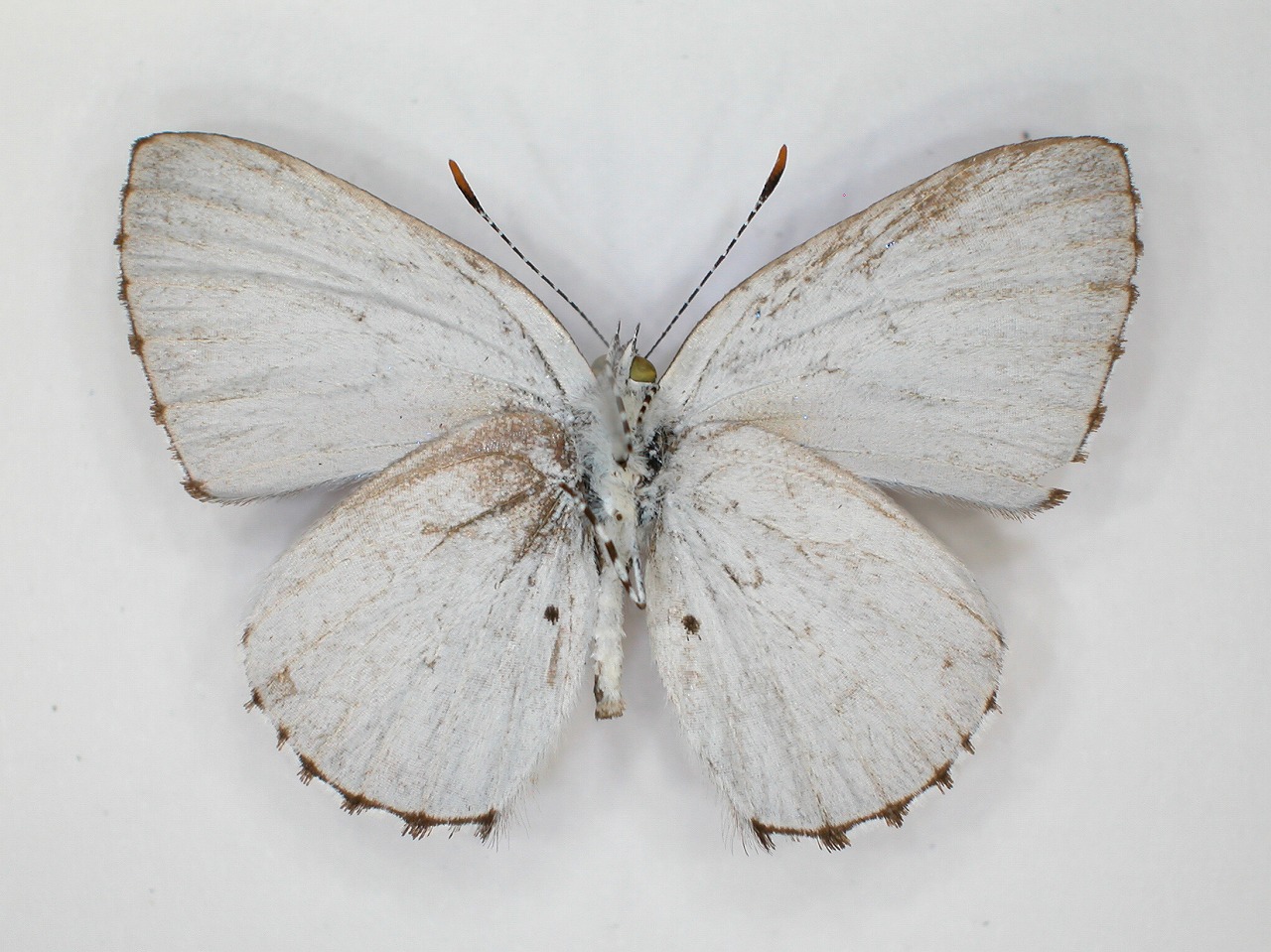 https://www.hitohaku.jp/material/l-material/butterfly-wing/5-lycaenidae/B1-273183_B.jpg