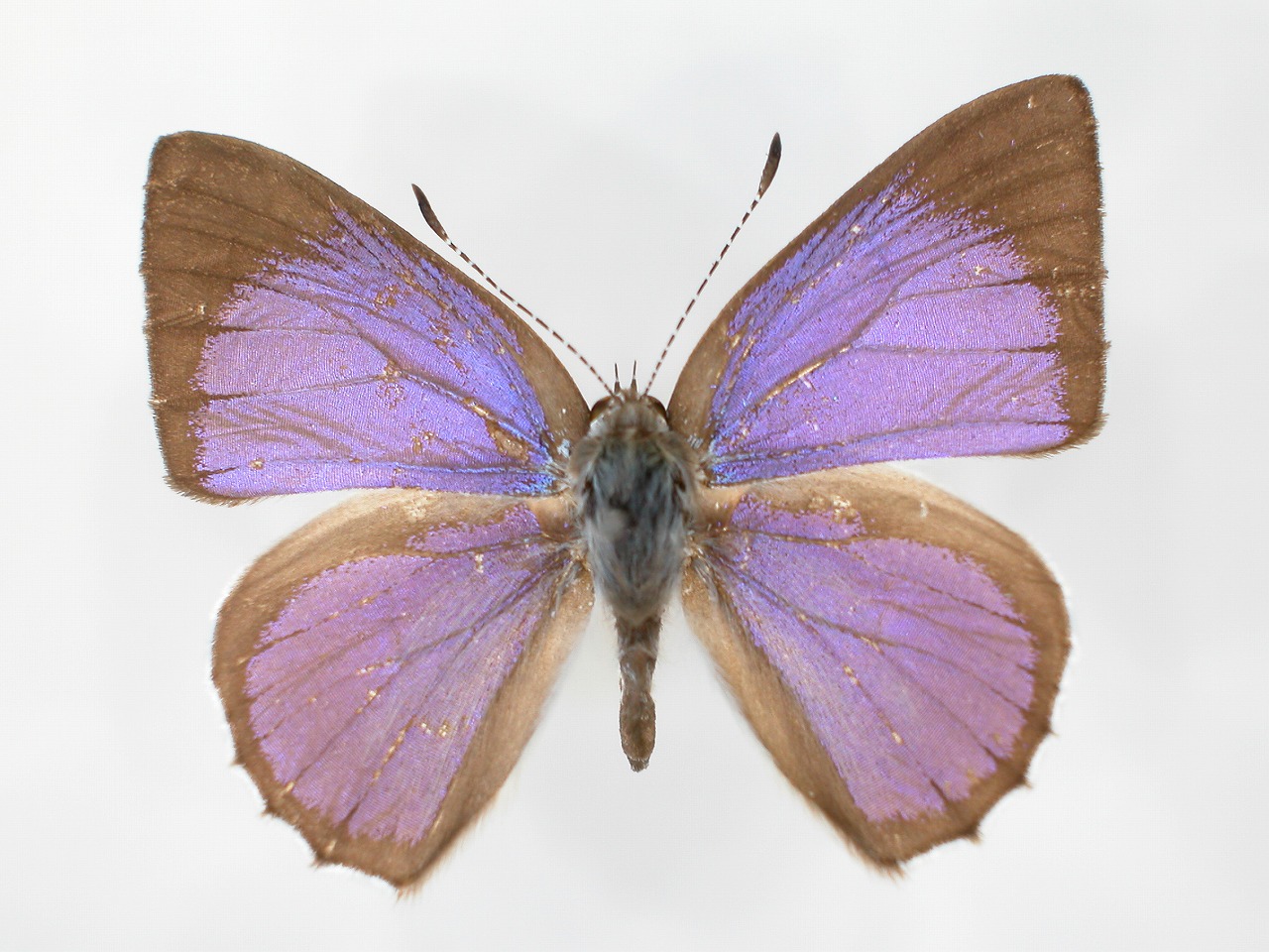 https://www.hitohaku.jp/material/l-material/butterfly-wing/5-lycaenidae/B1-273191_A.jpg