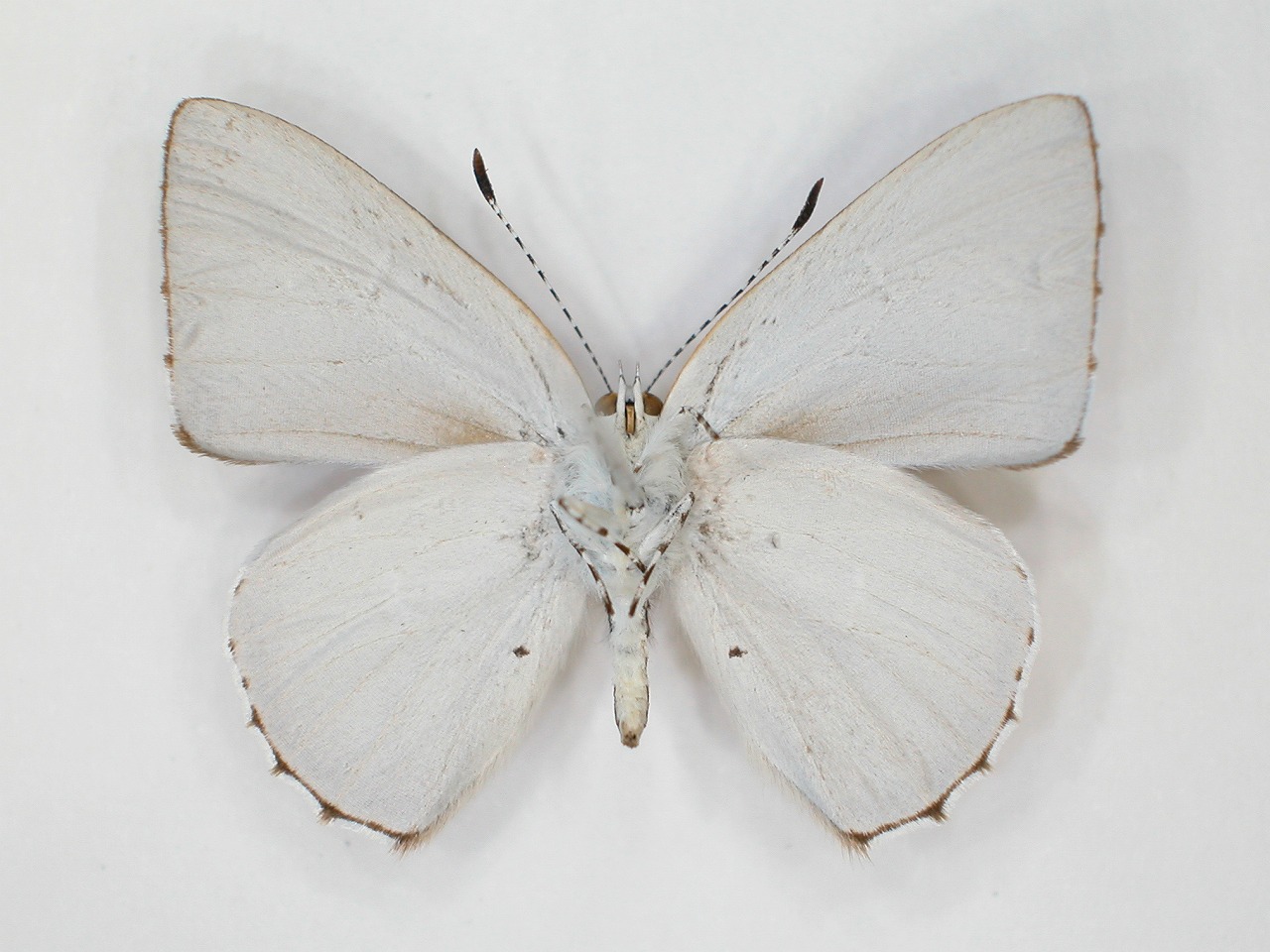https://www.hitohaku.jp/material/l-material/butterfly-wing/5-lycaenidae/B1-273191_B.jpg