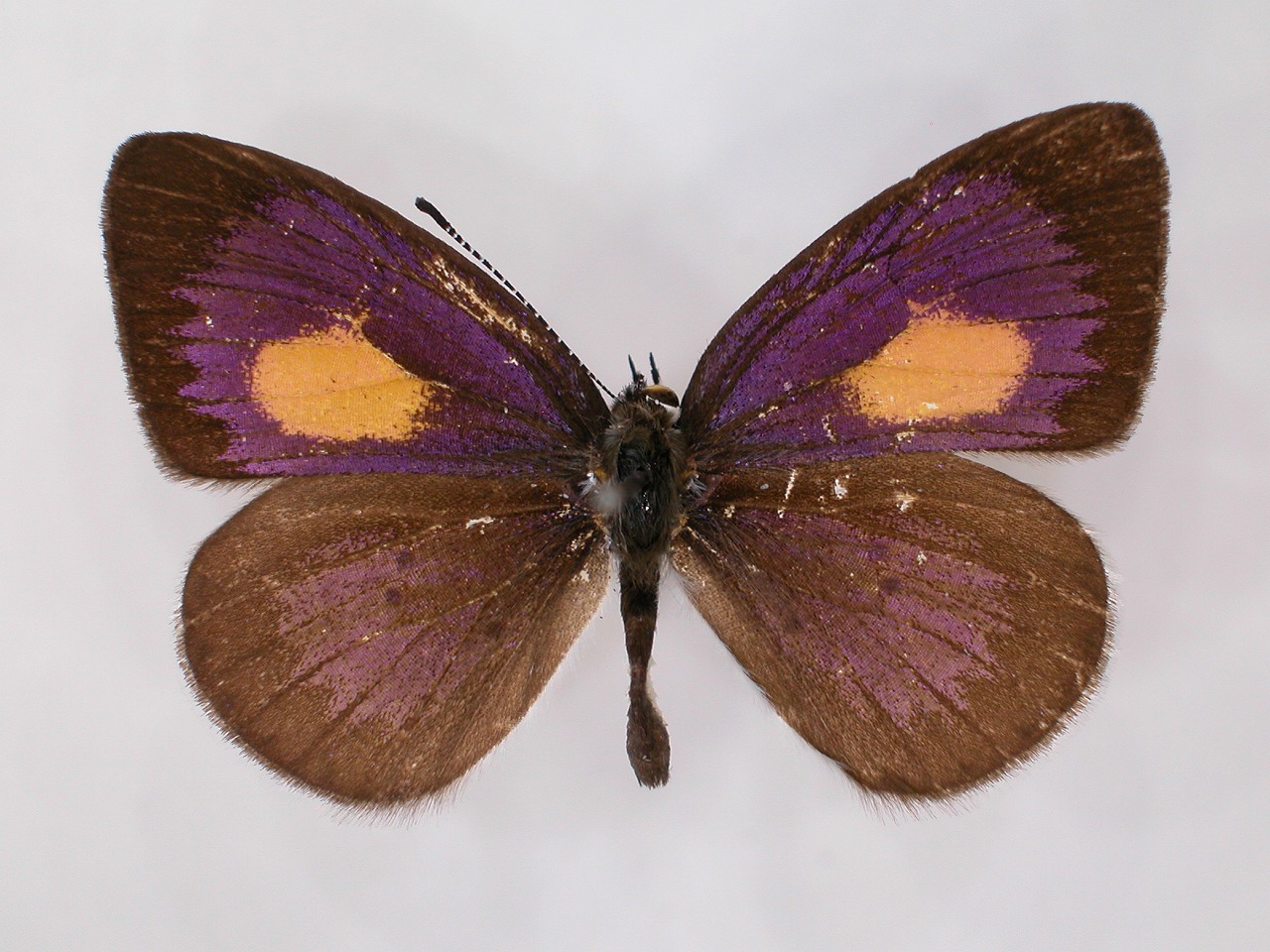 https://www.hitohaku.jp/material/l-material/butterfly-wing/5-lycaenidae/B1-273349_A.jpg