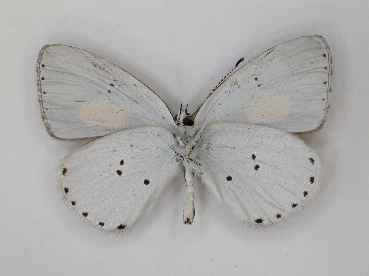 https://www.hitohaku.jp/material/l-material/butterfly-wing/5-lycaenidae/B1-273349_B.jpg