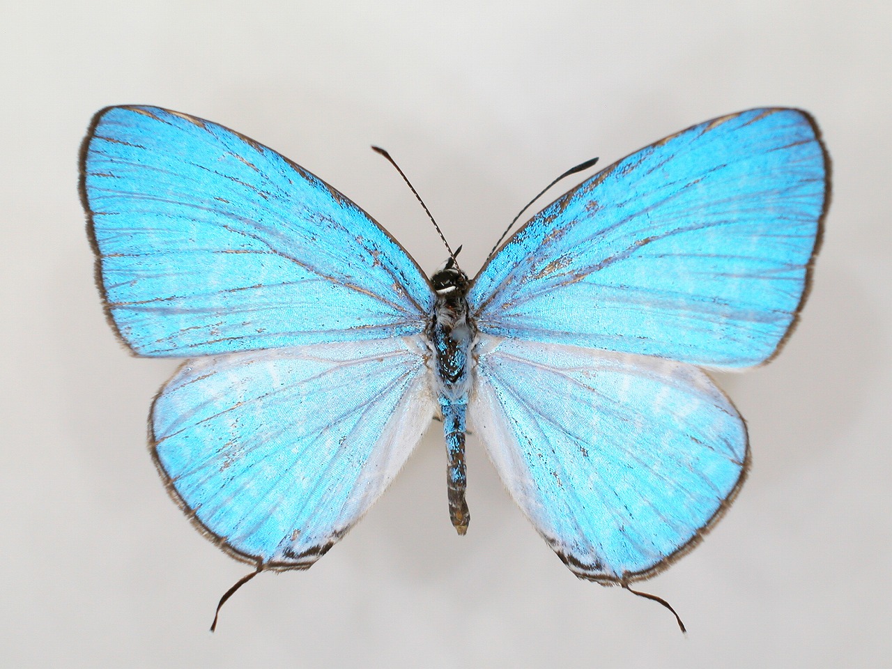 https://www.hitohaku.jp/material/l-material/butterfly-wing/5-lycaenidae/B1-273487_A.jpg