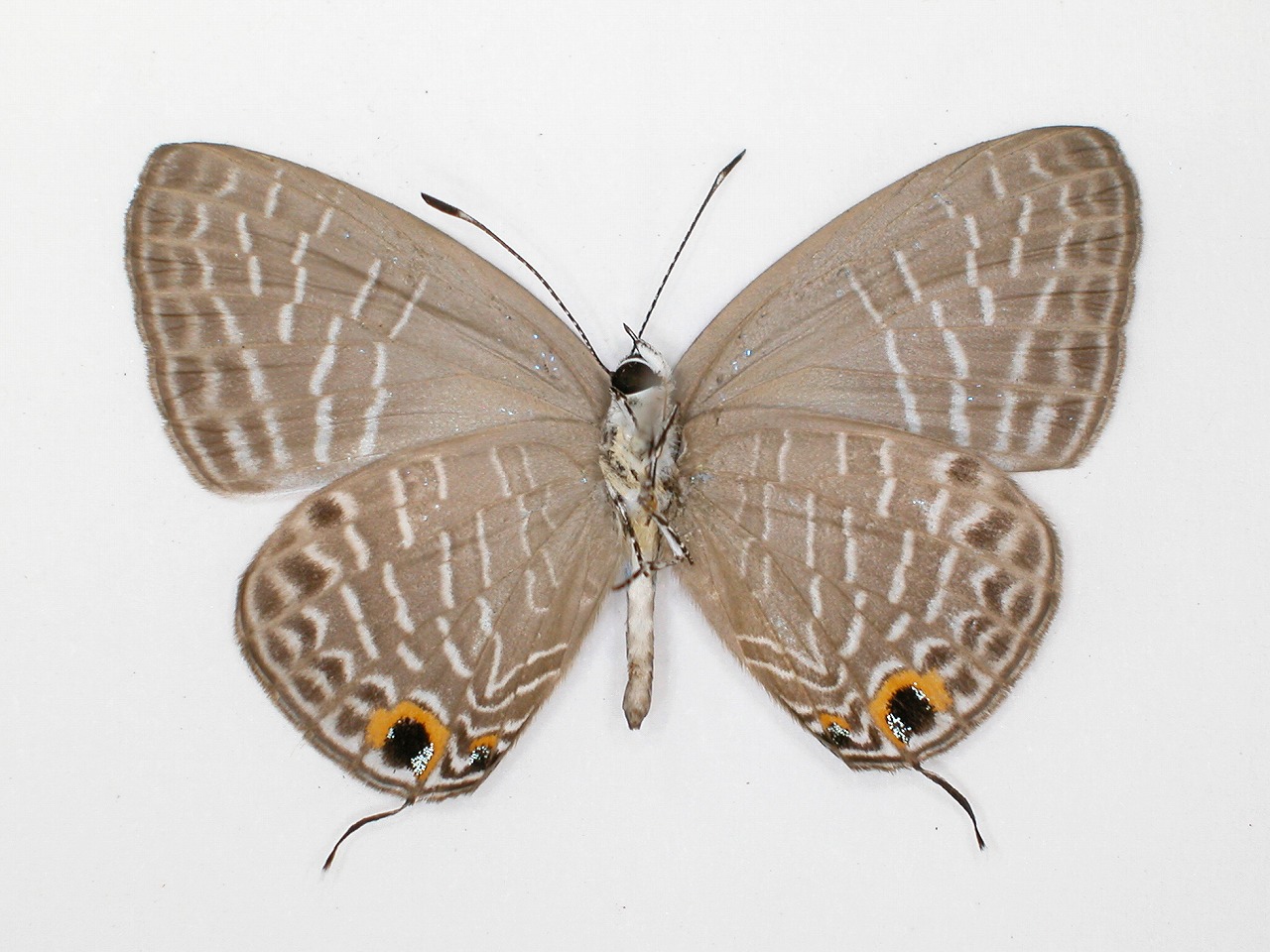 https://www.hitohaku.jp/material/l-material/butterfly-wing/5-lycaenidae/B1-273487_B.jpg