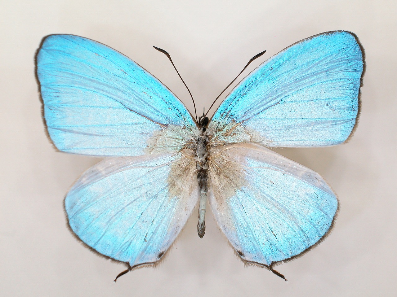 https://www.hitohaku.jp/material/l-material/butterfly-wing/5-lycaenidae/B1-273500_A.jpg