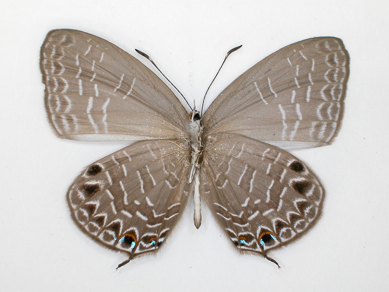 https://www.hitohaku.jp/material/l-material/butterfly-wing/5-lycaenidae/B1-273500_B.jpg