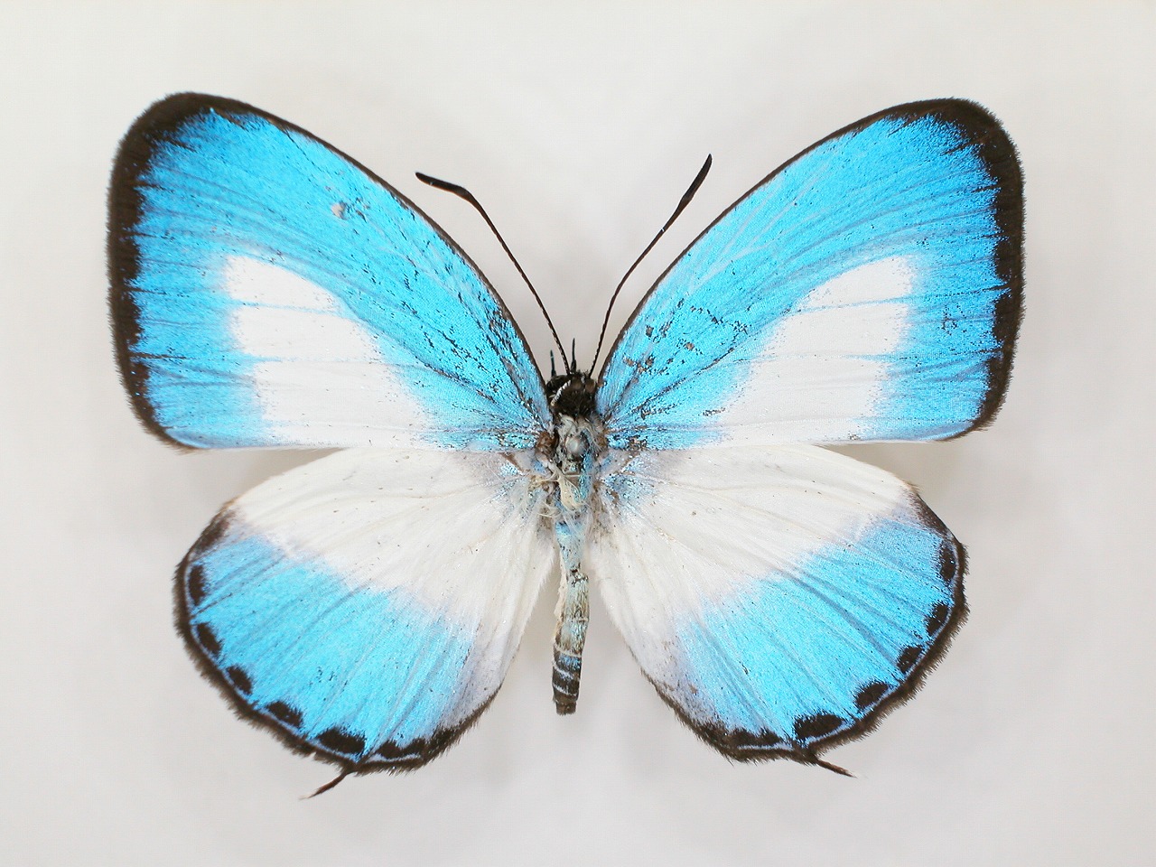 https://www.hitohaku.jp/material/l-material/butterfly-wing/5-lycaenidae/B1-273504_A.jpg