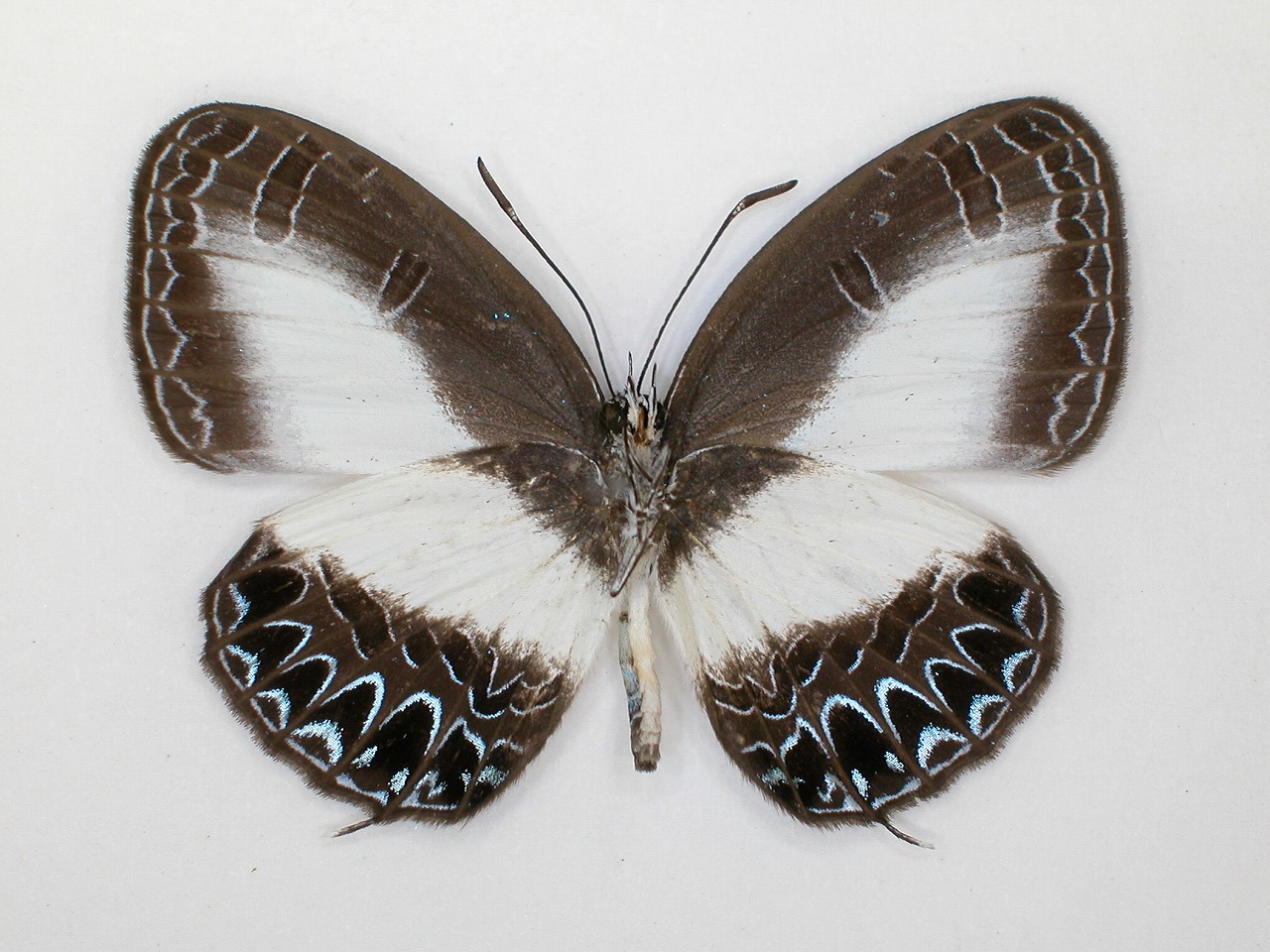https://www.hitohaku.jp/material/l-material/butterfly-wing/5-lycaenidae/B1-273504_B.jpg