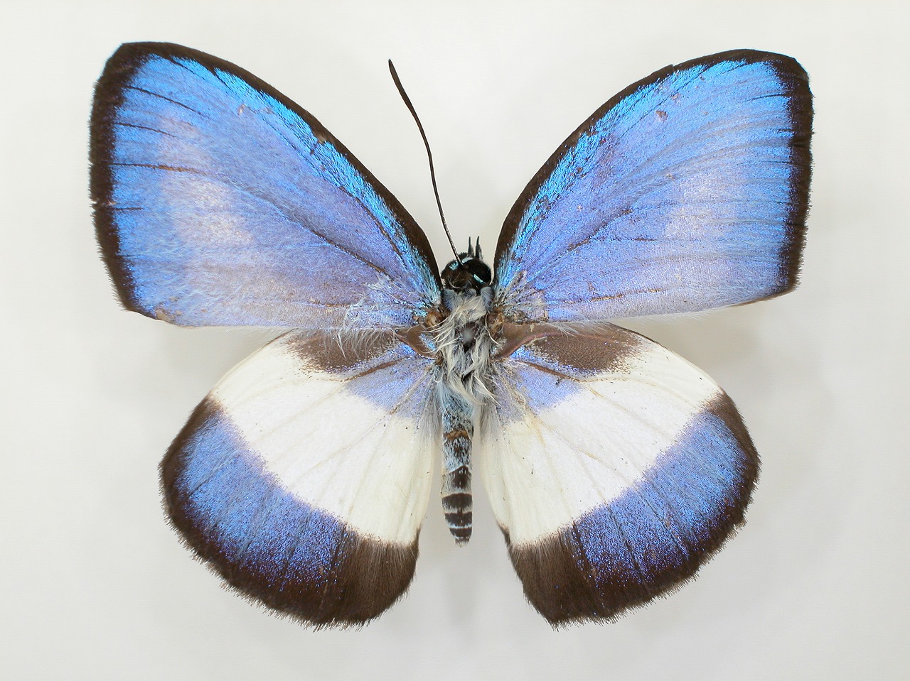 https://www.hitohaku.jp/material/l-material/butterfly-wing/5-lycaenidae/B1-273536_A.jpg