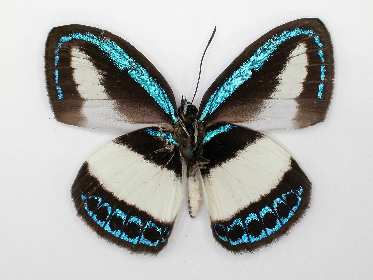 https://www.hitohaku.jp/material/l-material/butterfly-wing/5-lycaenidae/B1-273536_B.jpg