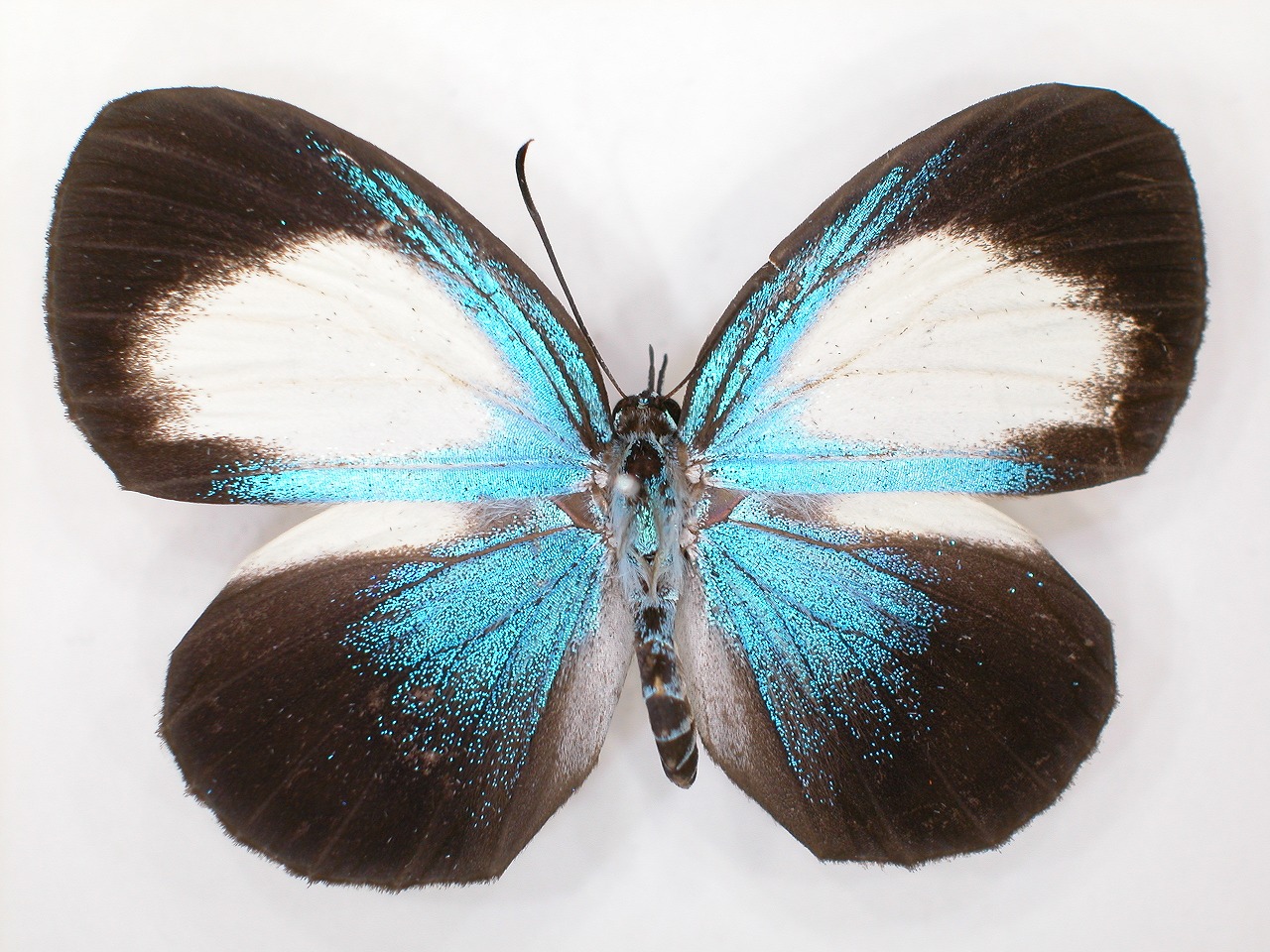 https://www.hitohaku.jp/material/l-material/butterfly-wing/5-lycaenidae/B1-273546_A.jpg