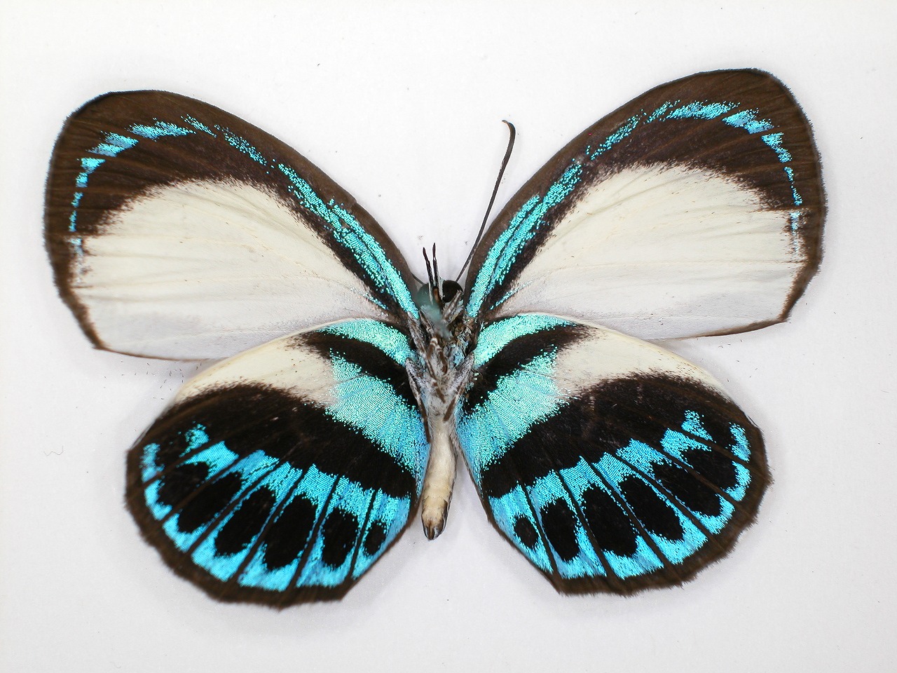 https://www.hitohaku.jp/material/l-material/butterfly-wing/5-lycaenidae/B1-273546_B.jpg