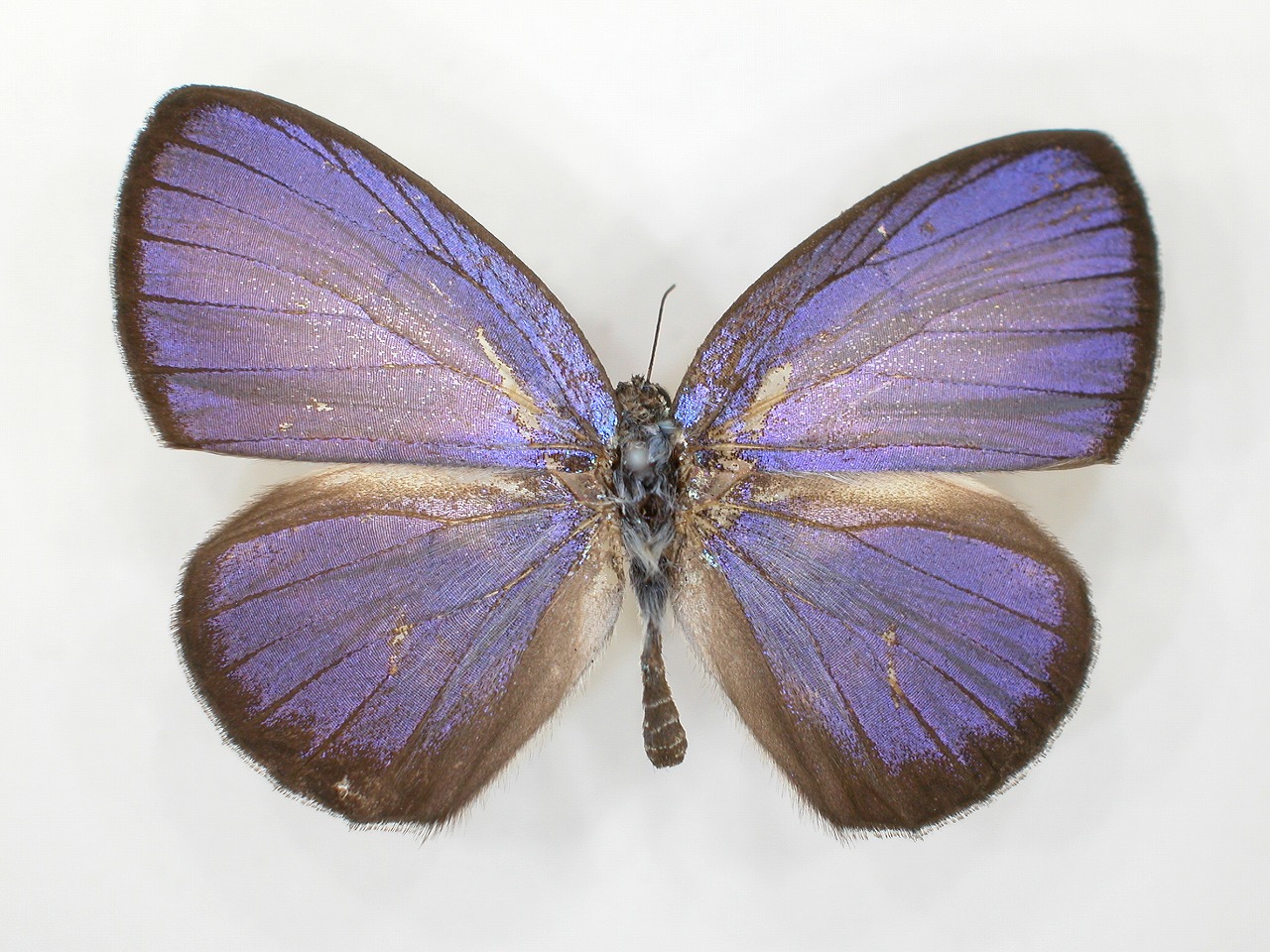 https://www.hitohaku.jp/material/l-material/butterfly-wing/5-lycaenidae/B1-273547_A.jpg