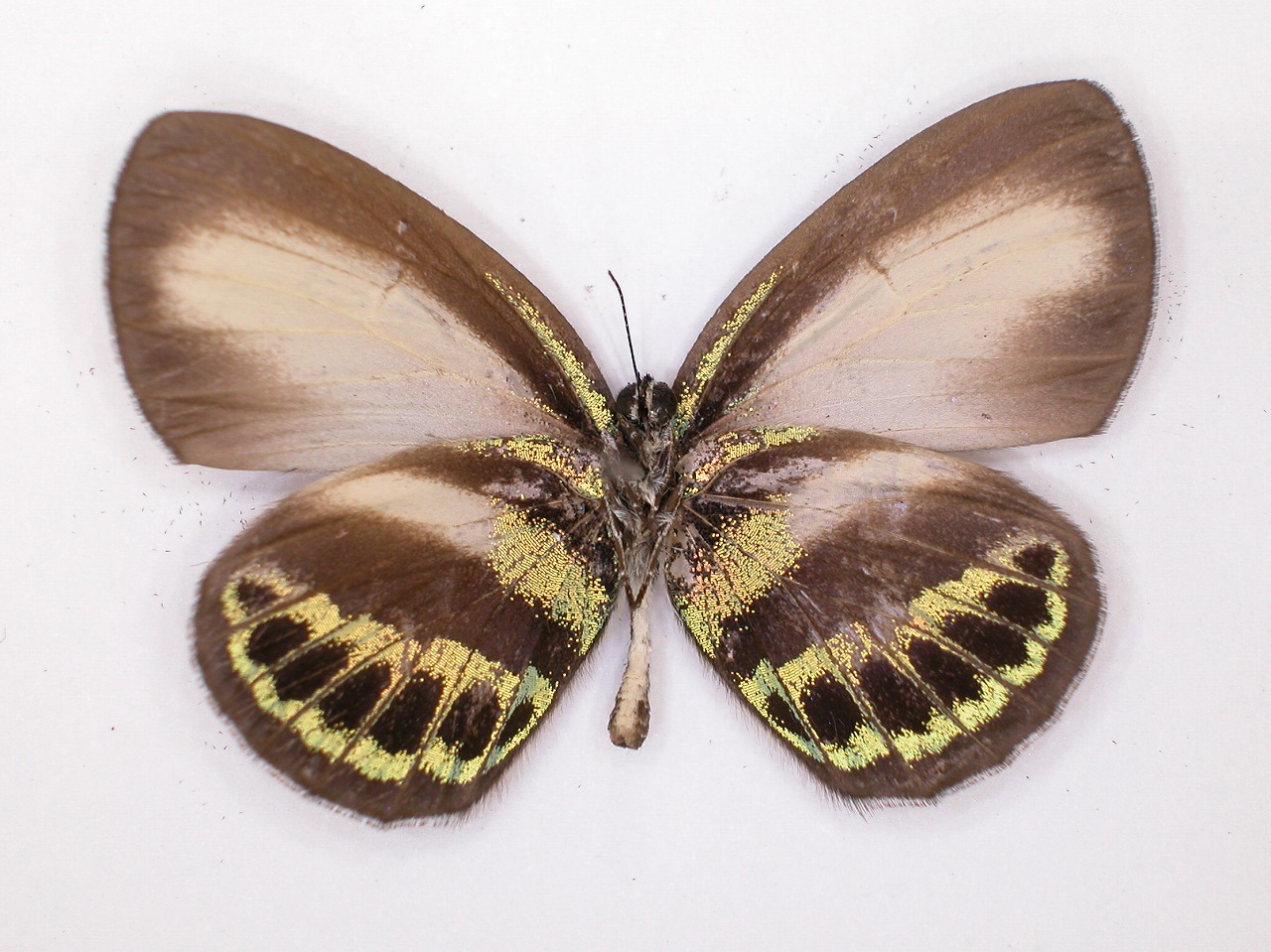 https://www.hitohaku.jp/material/l-material/butterfly-wing/5-lycaenidae/B1-273547_B.jpg