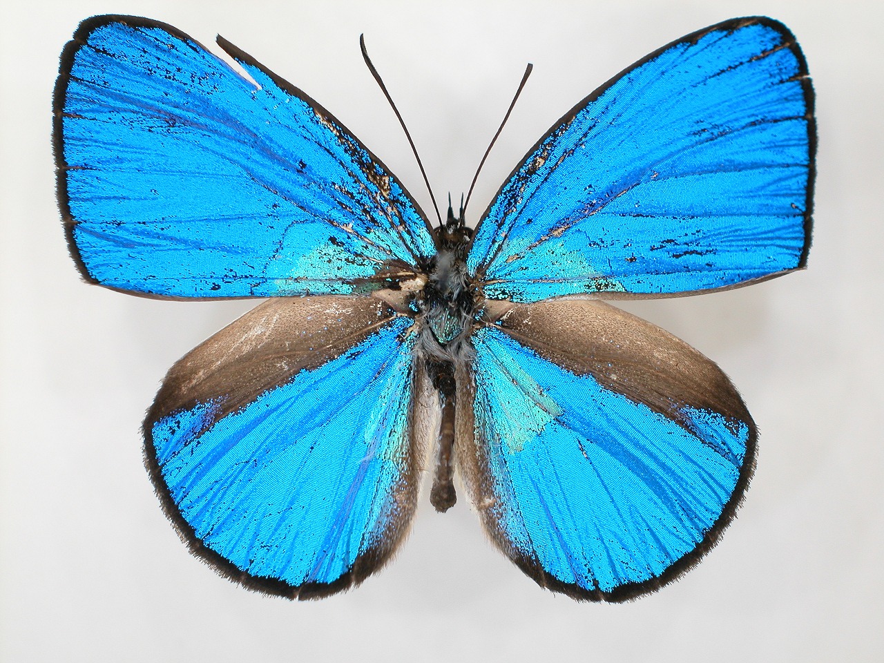 https://www.hitohaku.jp/material/l-material/butterfly-wing/5-lycaenidae/B1-273589_A.jpg